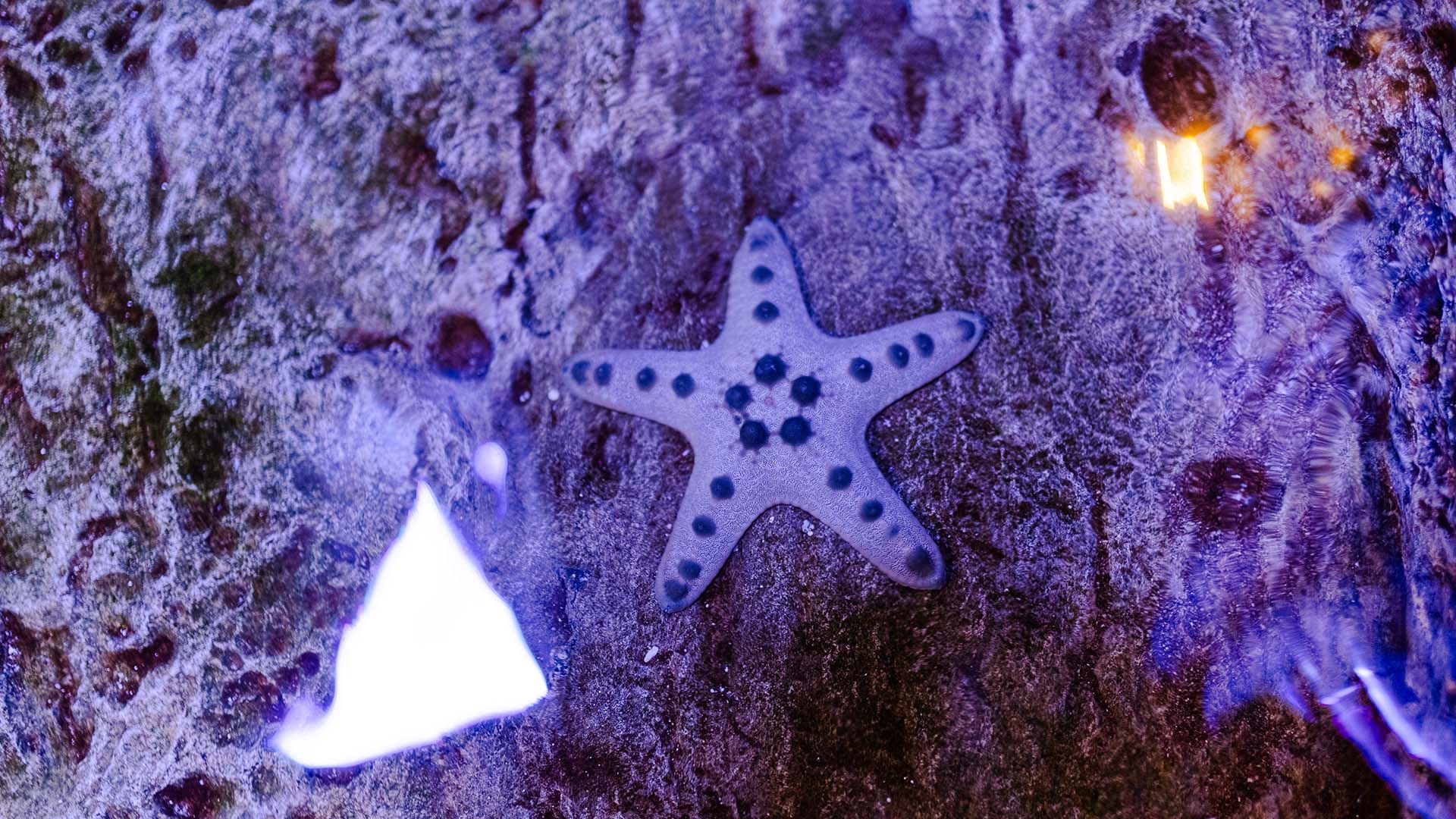 Horned sea star Poema Del Mar Aquarium Gran Canaria