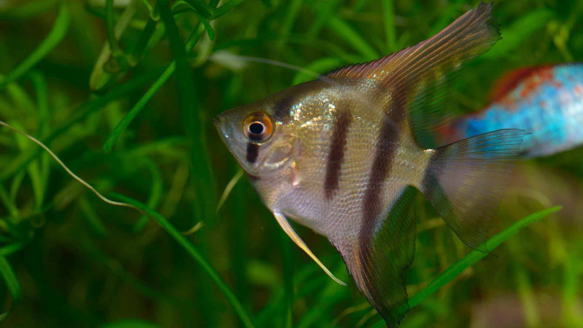 Angelfish