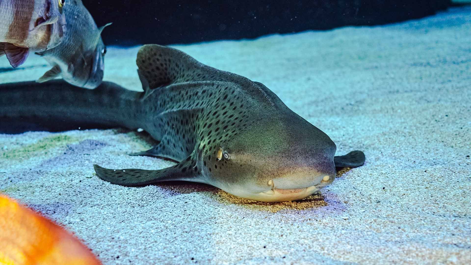 Zebra shark Poema Del Mar Aquarium Gran Canaria