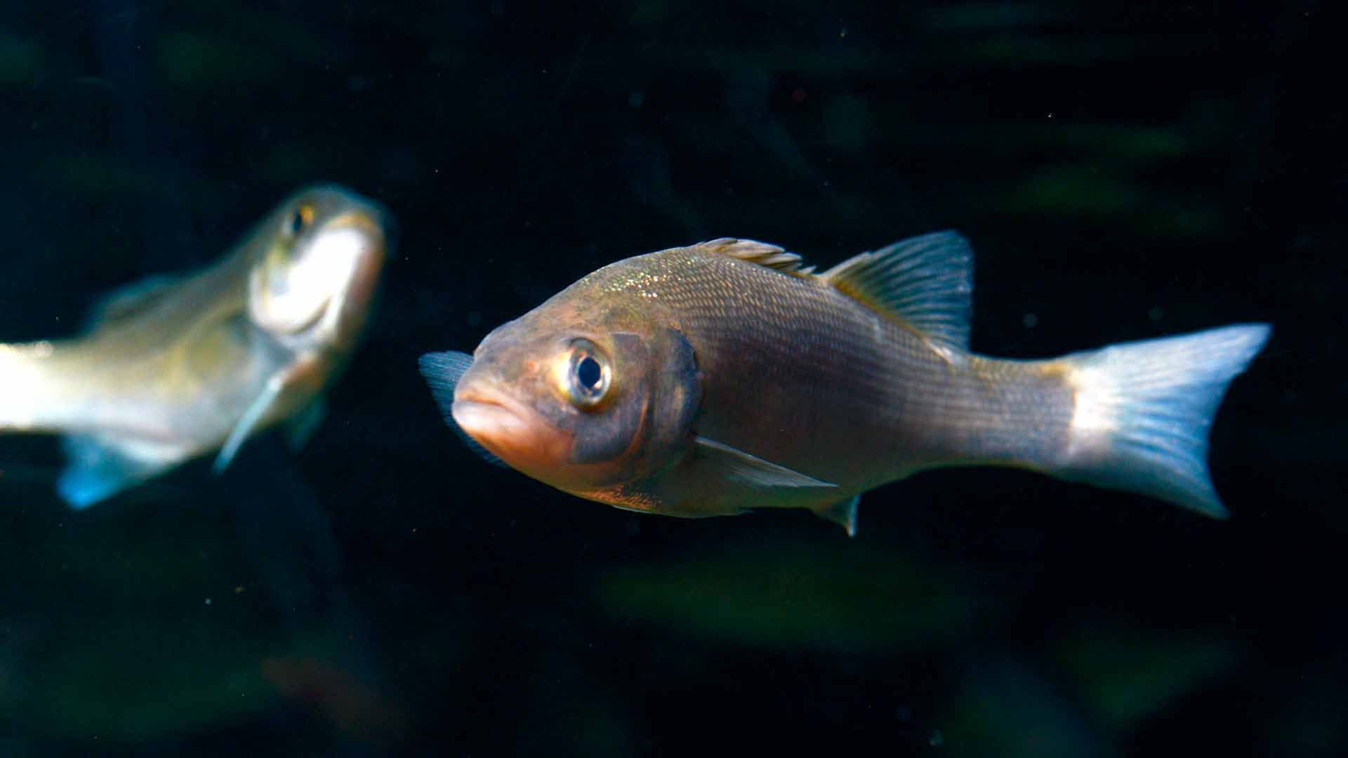 Seabass Poema Del Mar Aquarium Gran Canaria