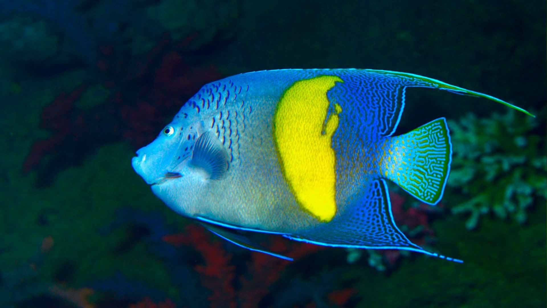 Pez Angel de Faja Azul Poema Del Mar Acuario Gran Canaria