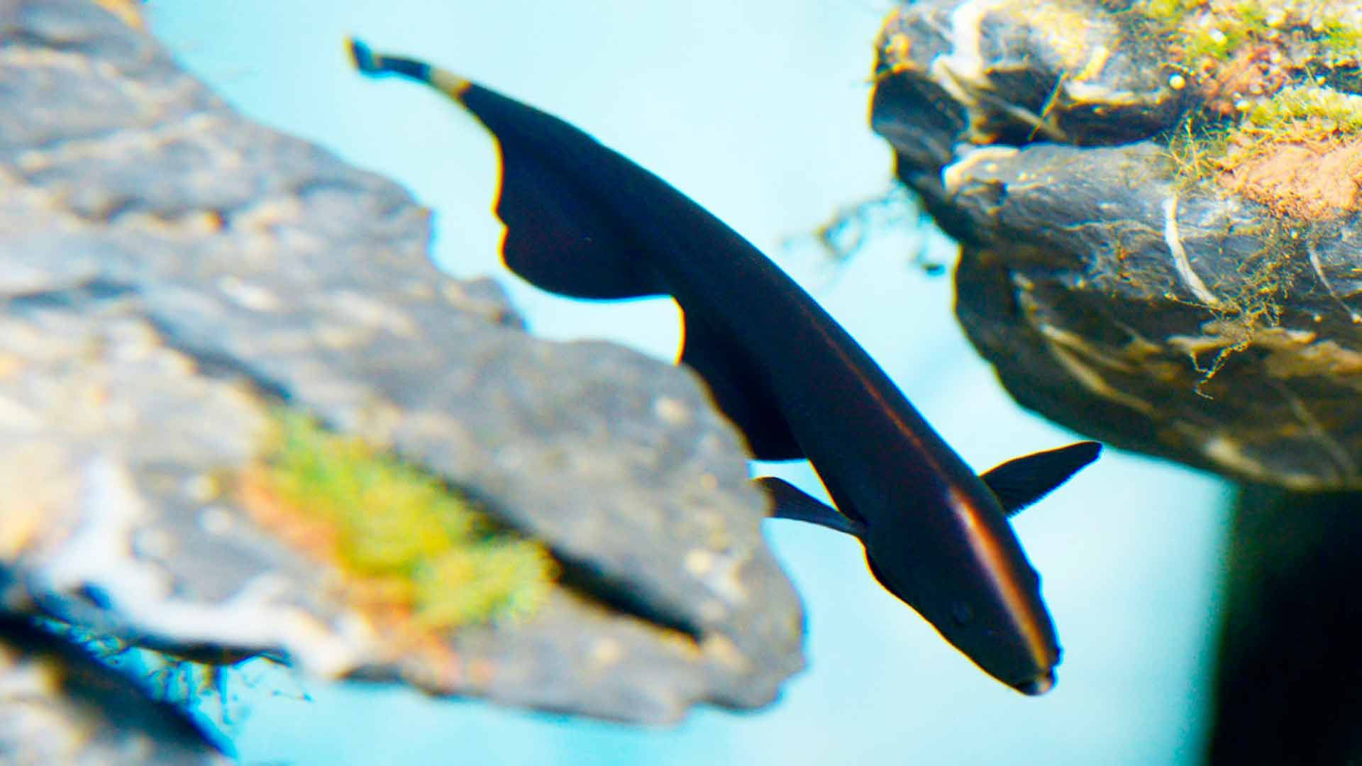 Black Ghost Knifefish