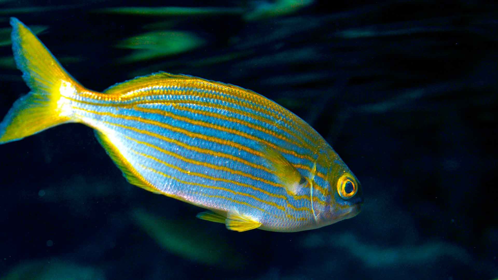 Salema Poema Del Mar Aquarium Gran Canaria