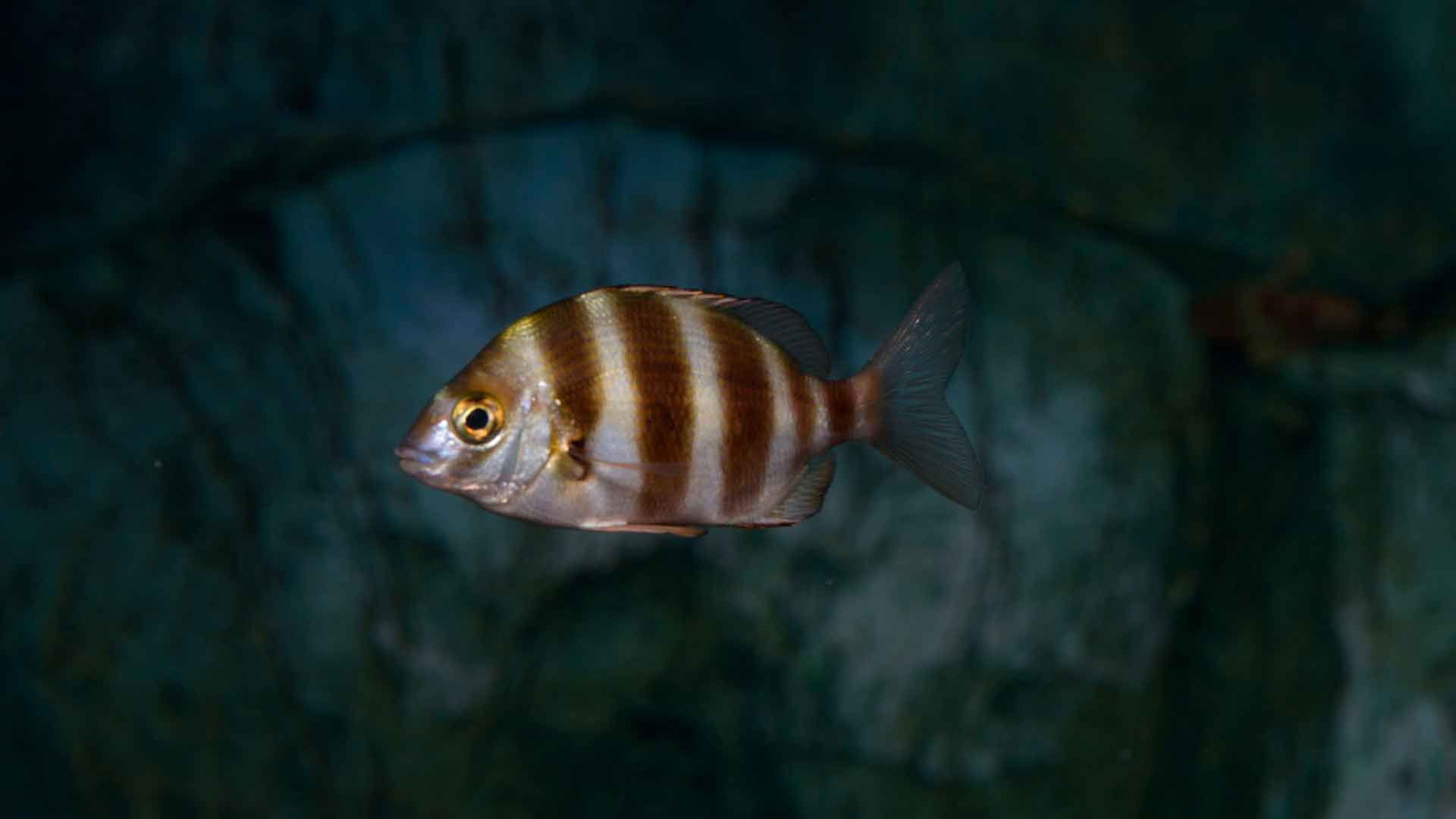 Zebra Seabream