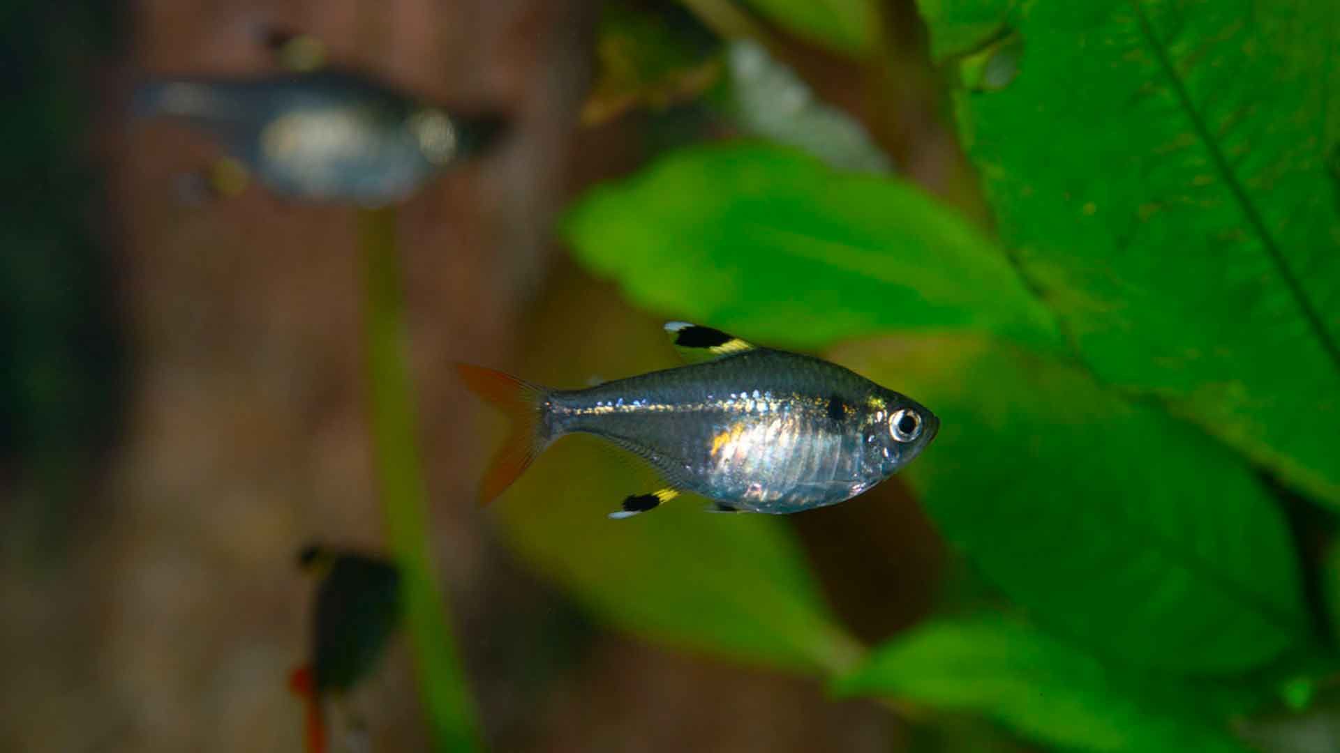 X Ray Tetra