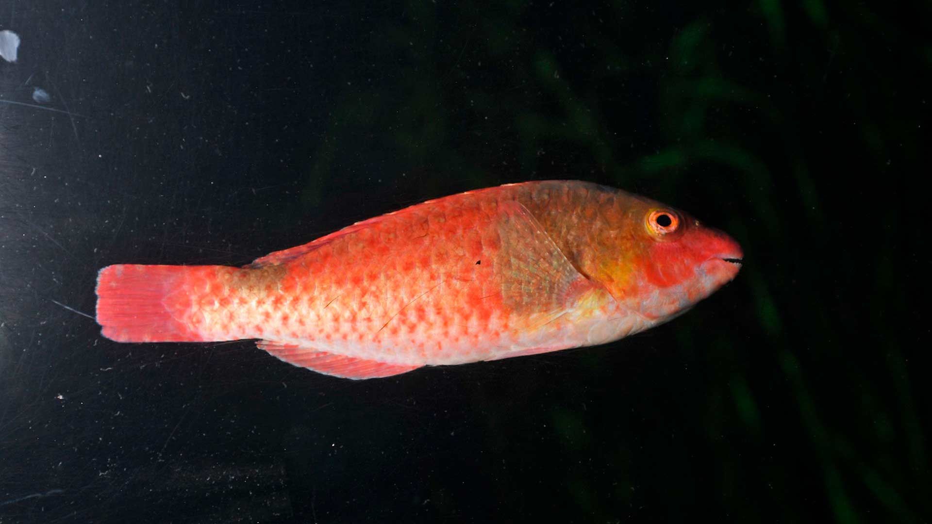 Vieja Fish