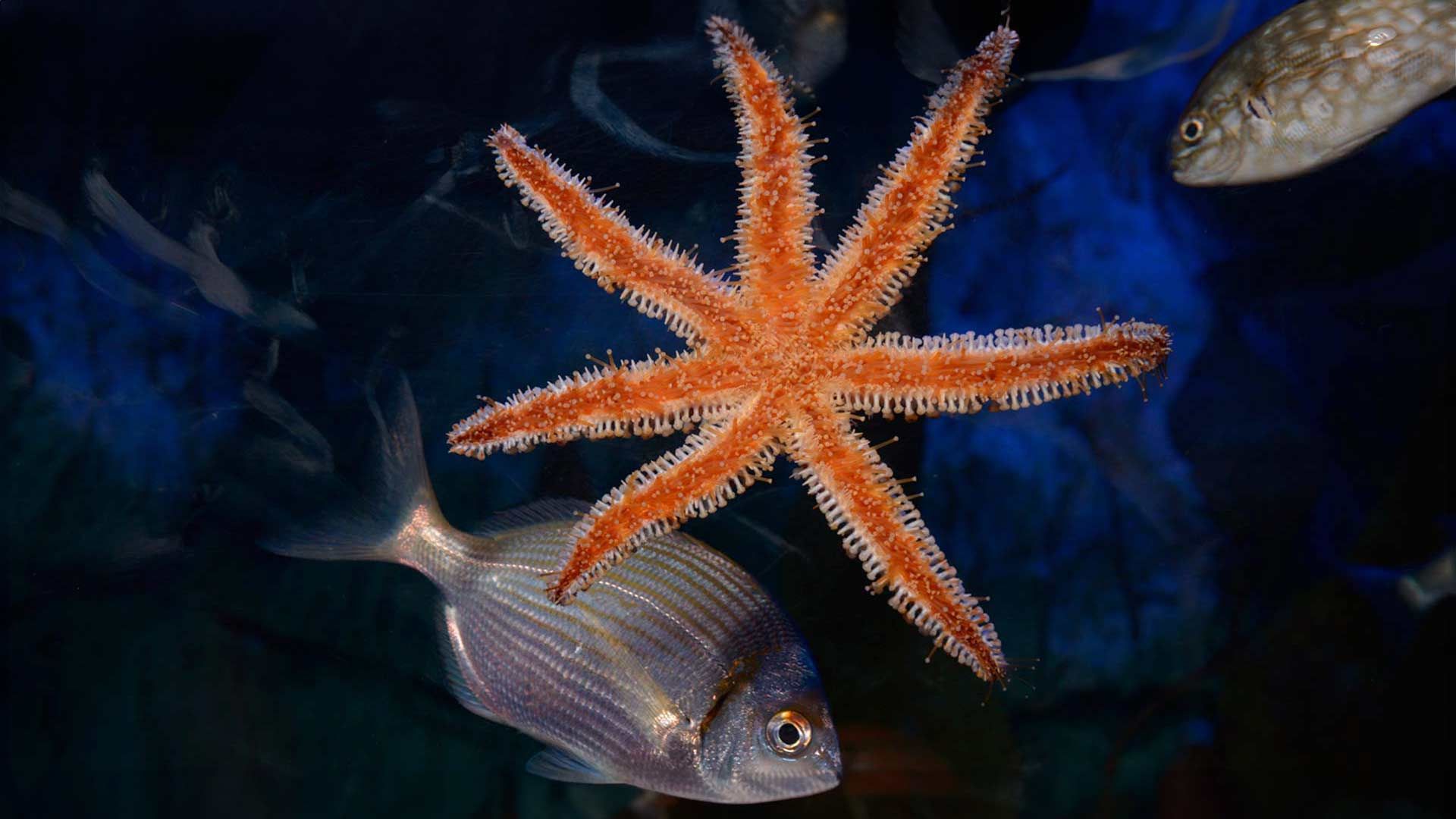 Blue Spiny Starfish