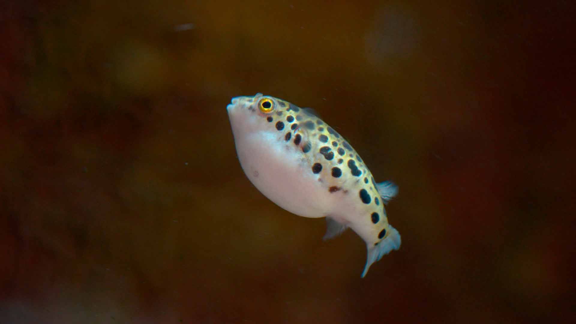 Green Spotted Puffer