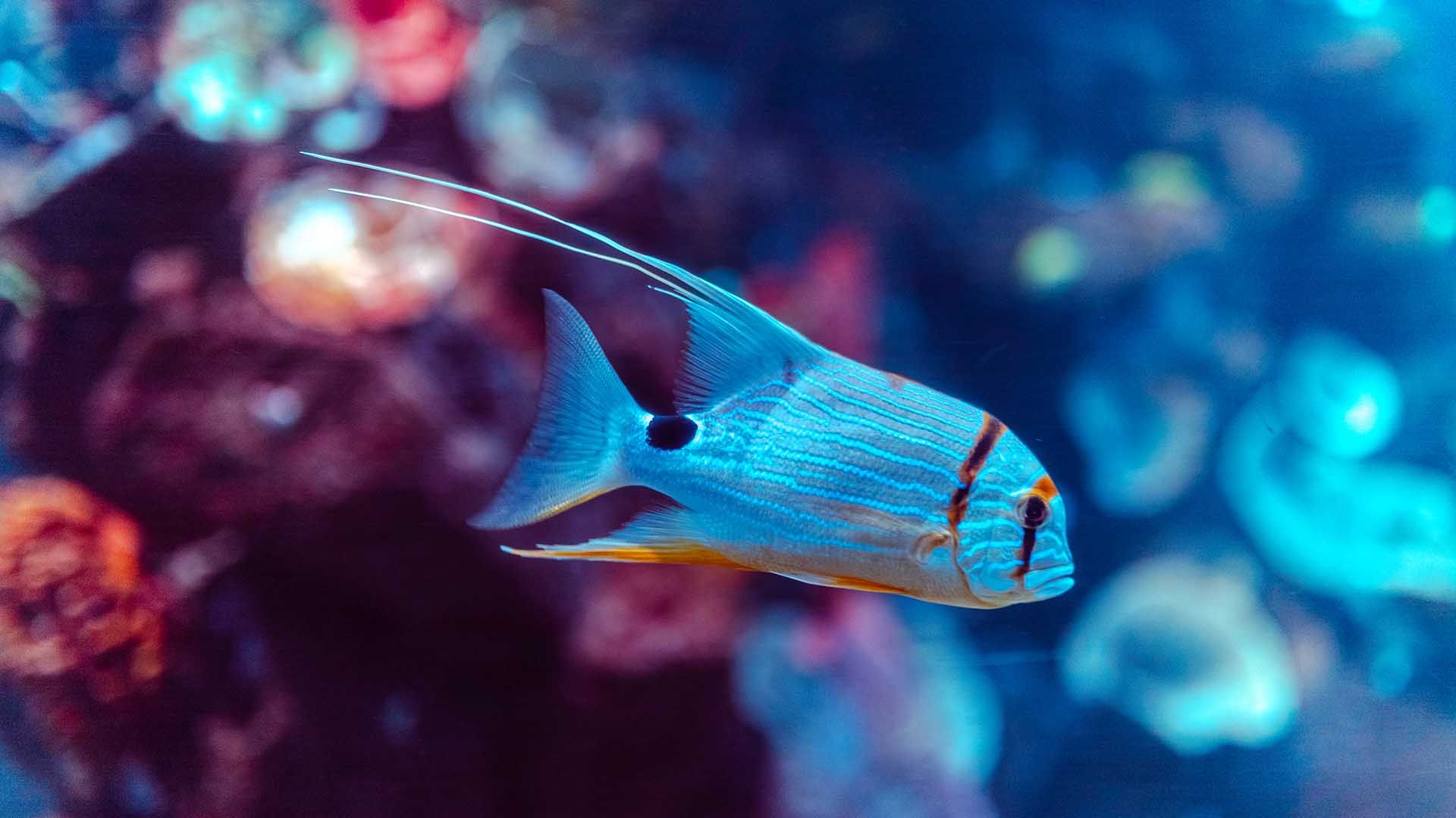 Sailfin snapper Poema Del Mar Aquarium Gran Canaria