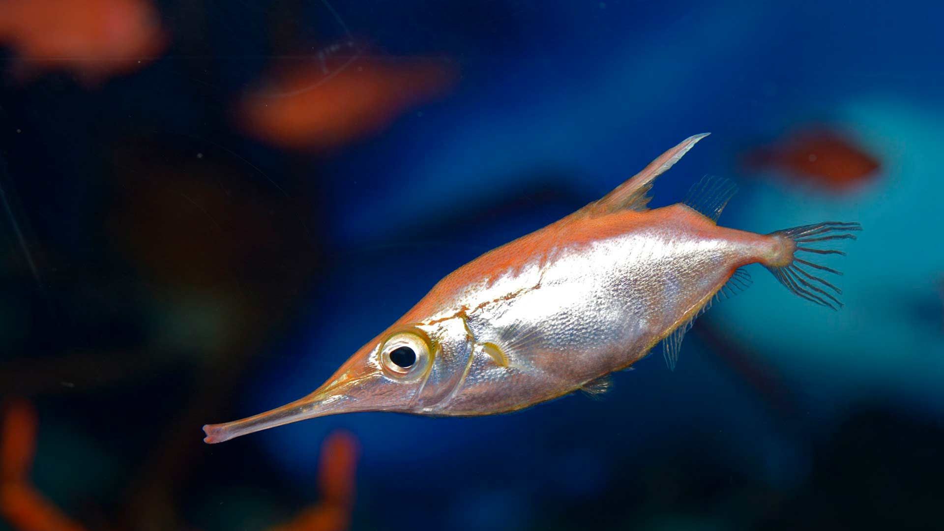 Trumpetfish