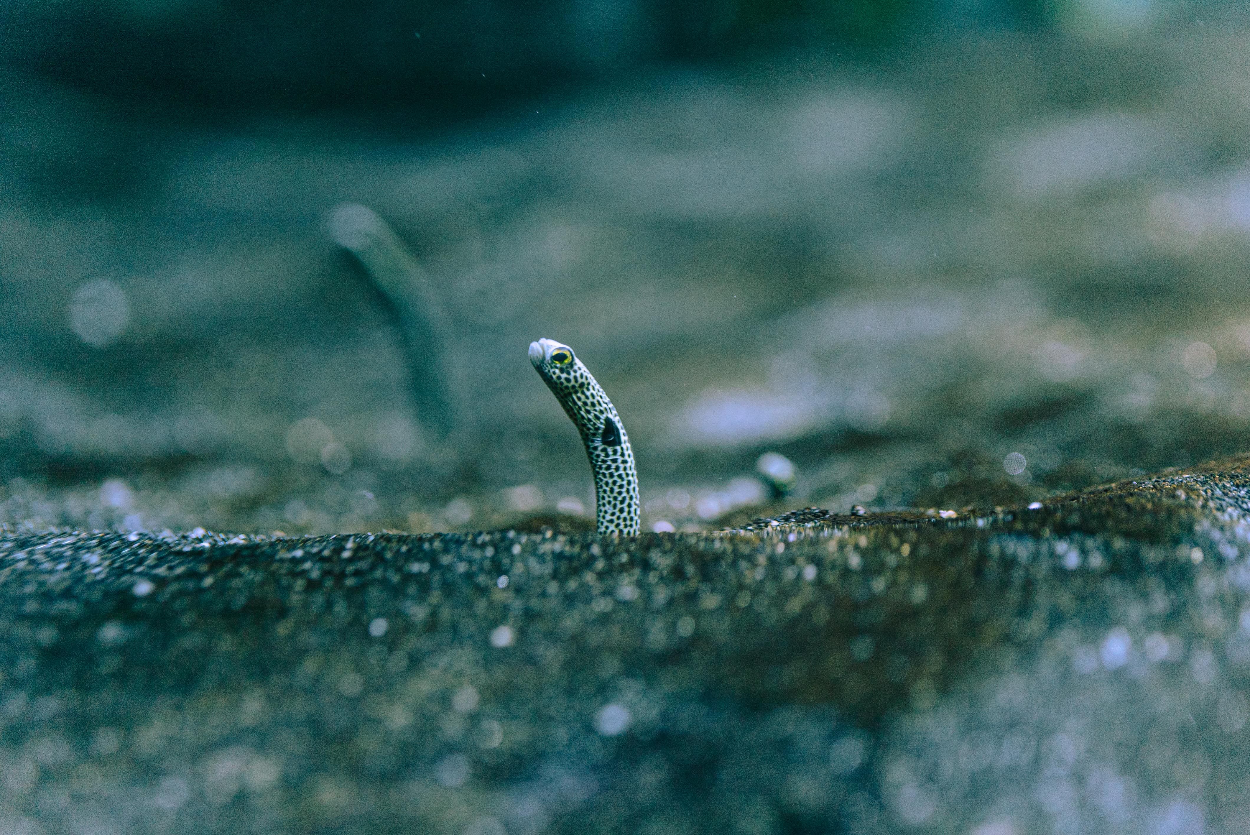 Anguila jardinera punteada en Poema del Mar