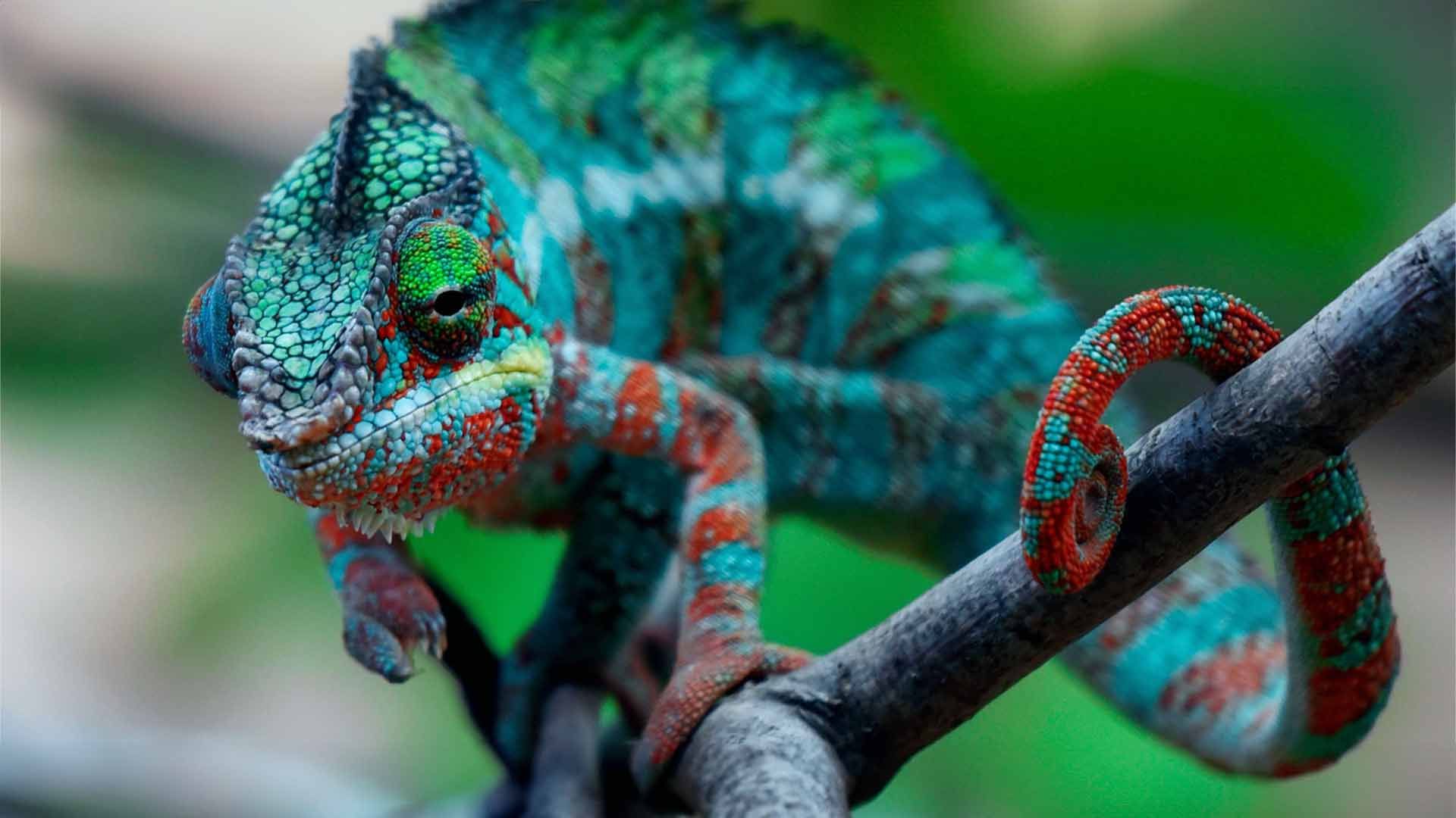 Chameleons