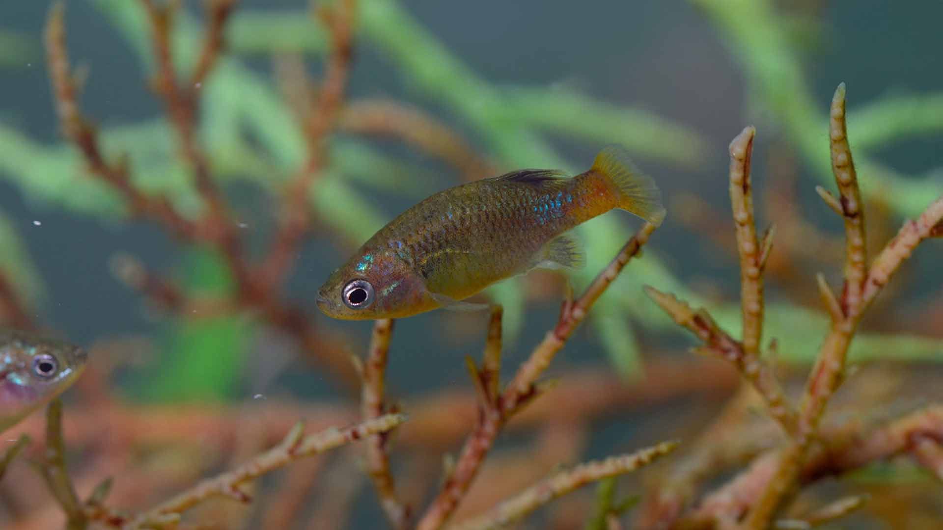 Butterfly Splitfin