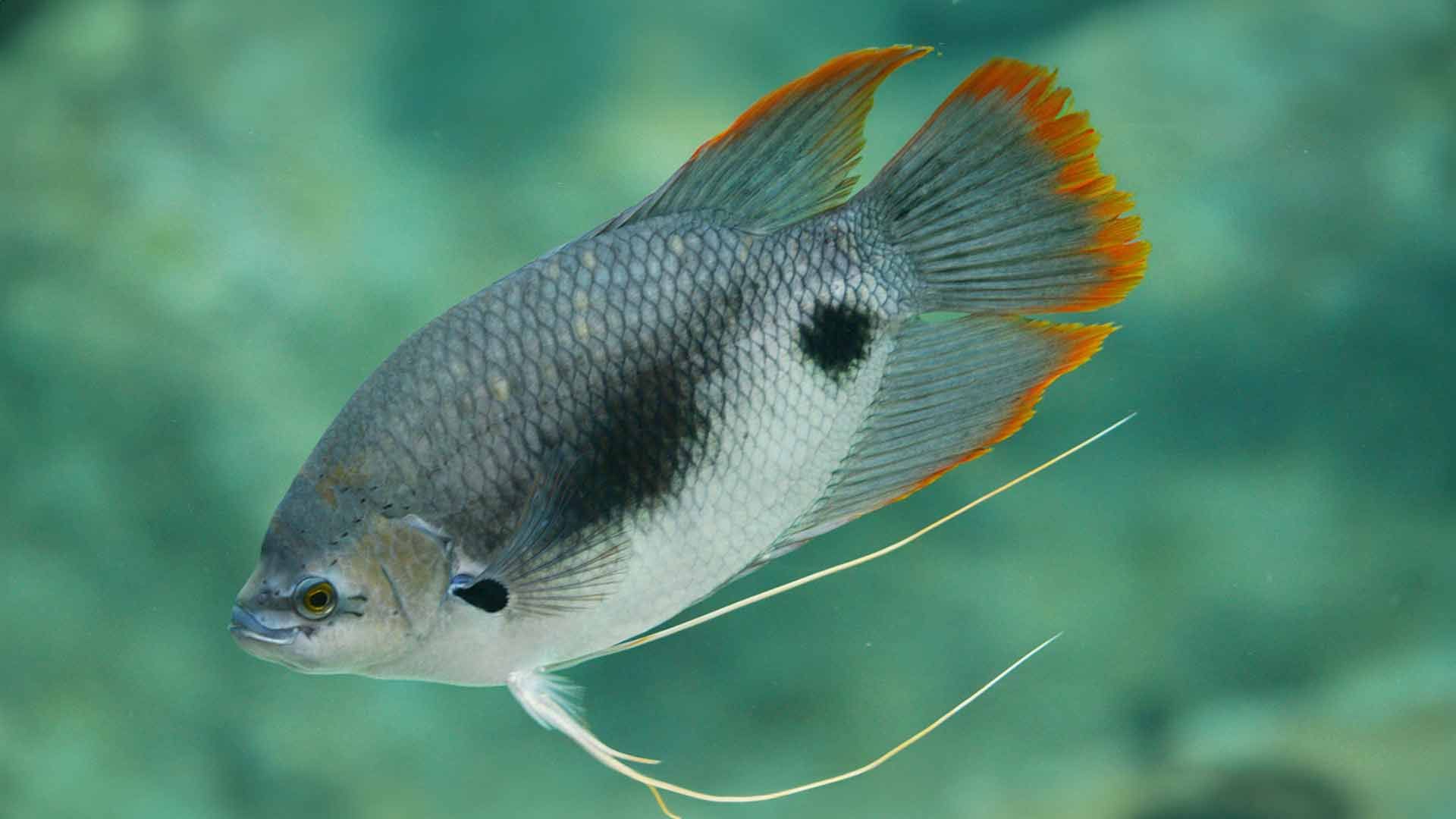 Gourami de Cola Roja