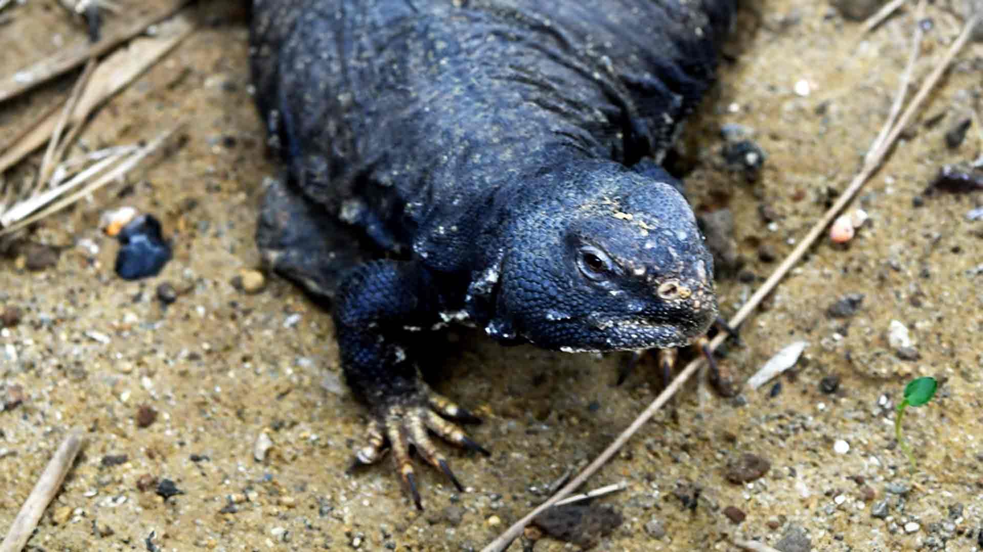 Spiny Tailed Lizard