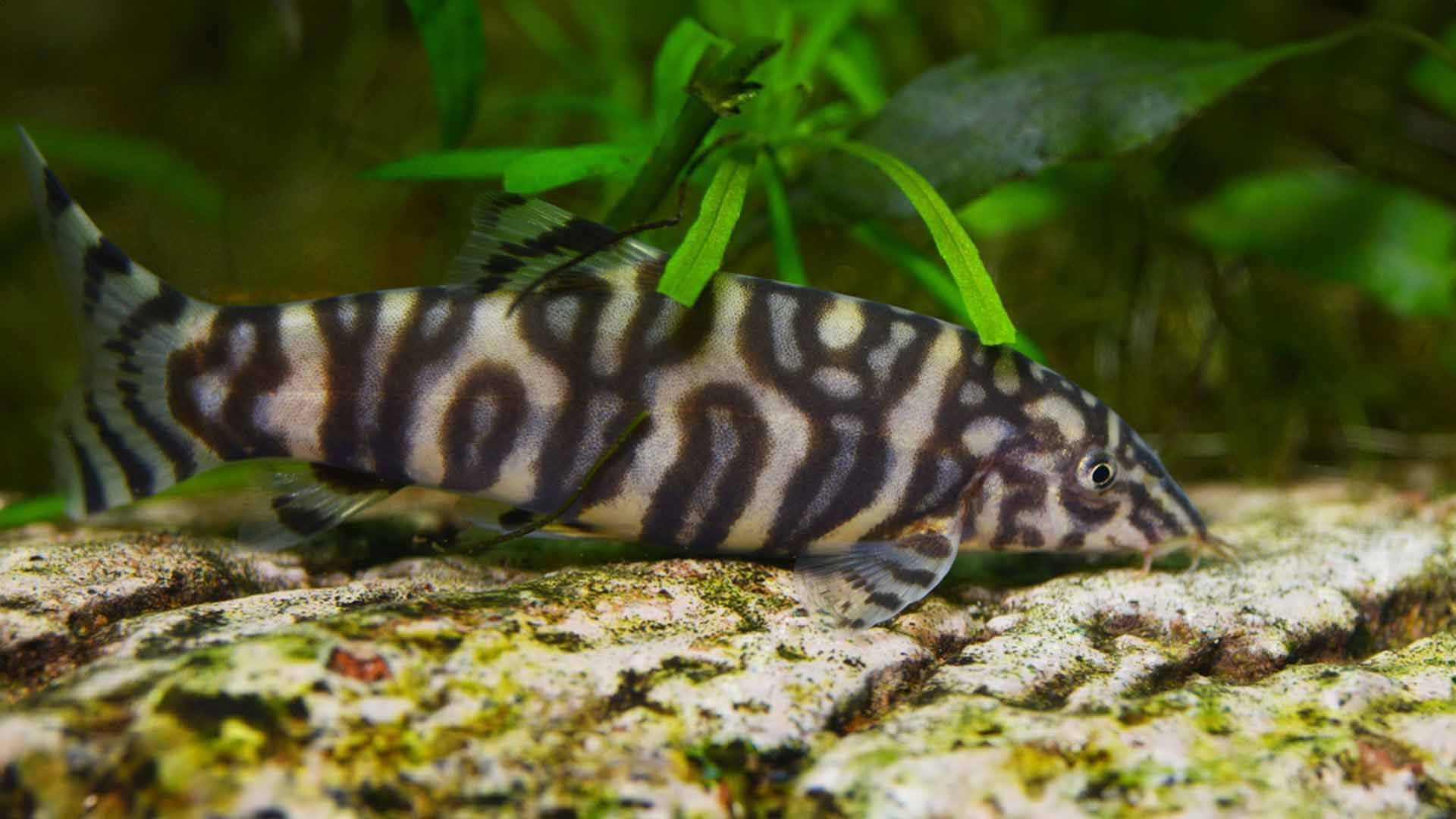 Burmese Border Loach