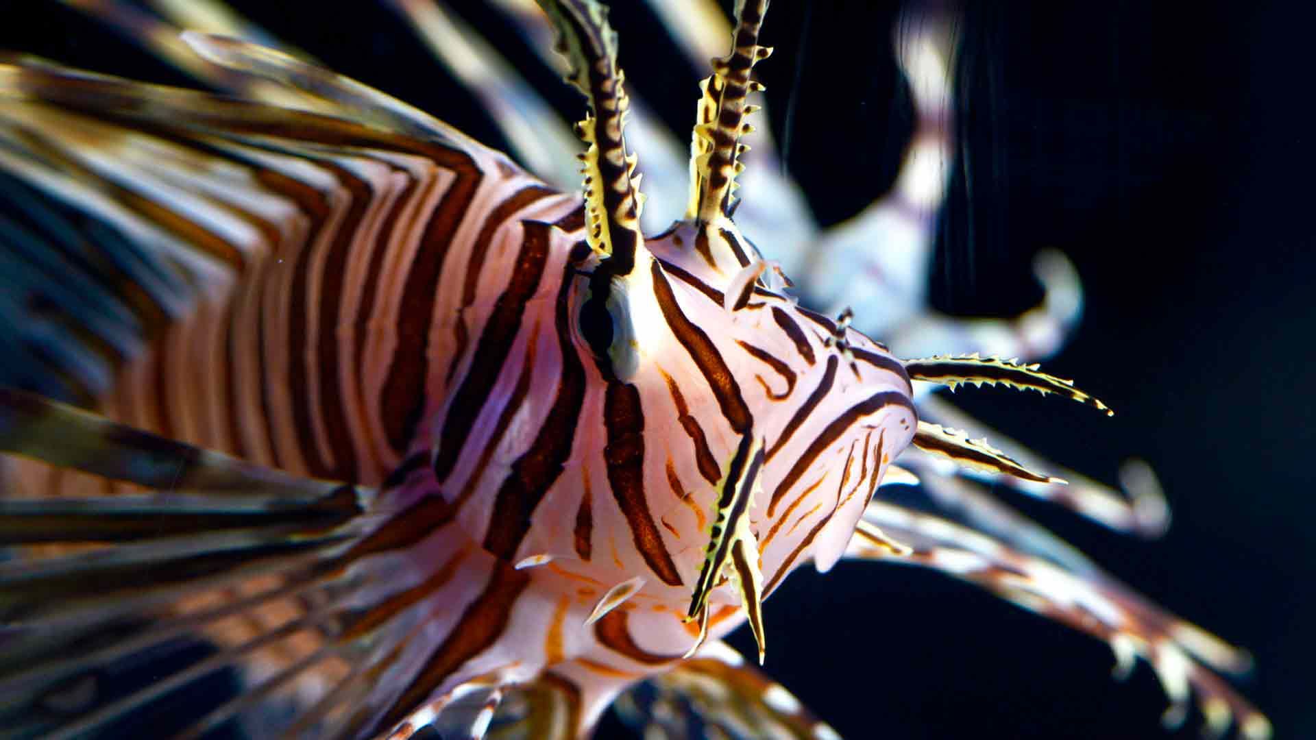 Lionfish