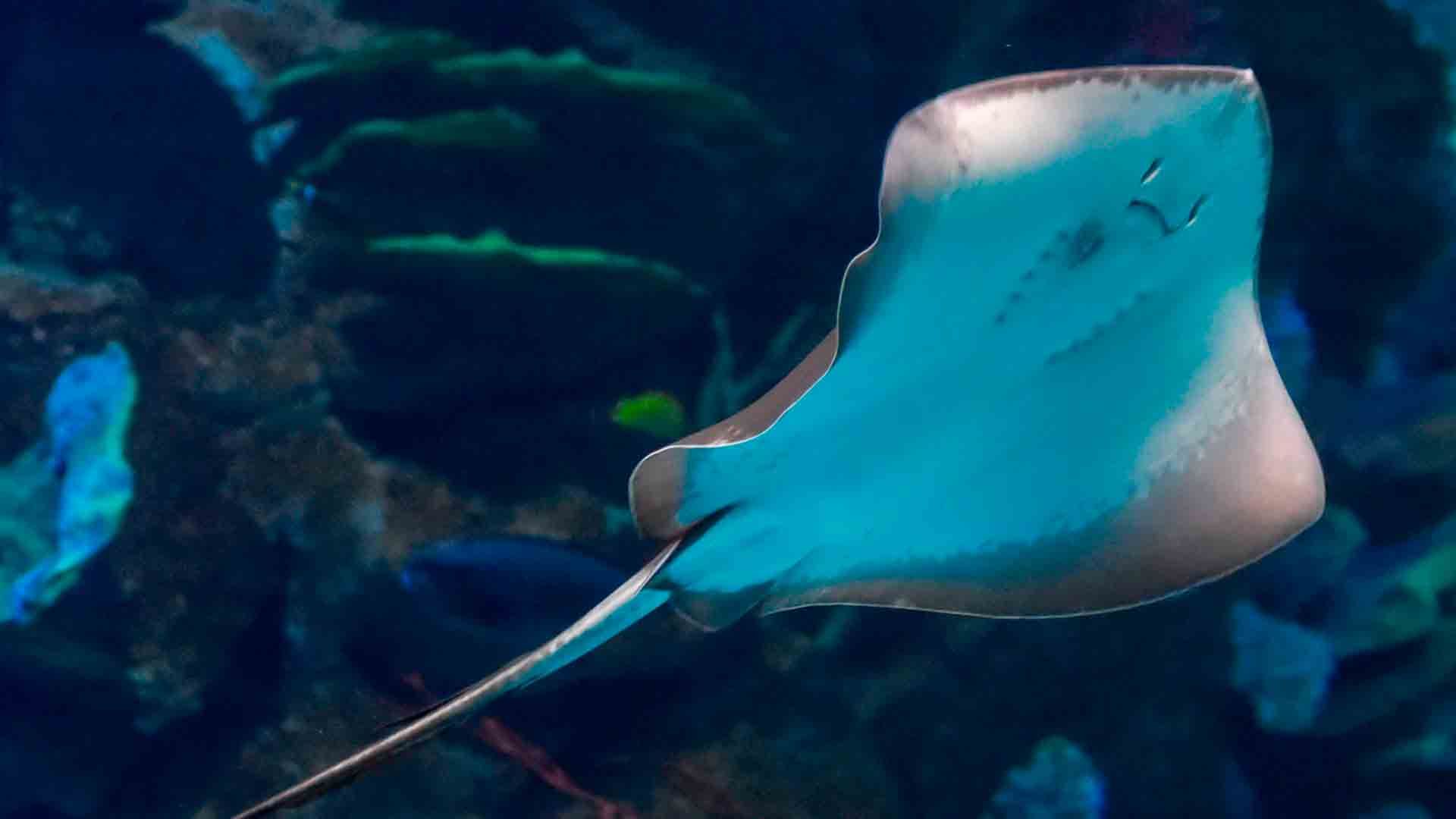 Atlantic Stingray Poema Del Mar Aquarium Gran Canaria