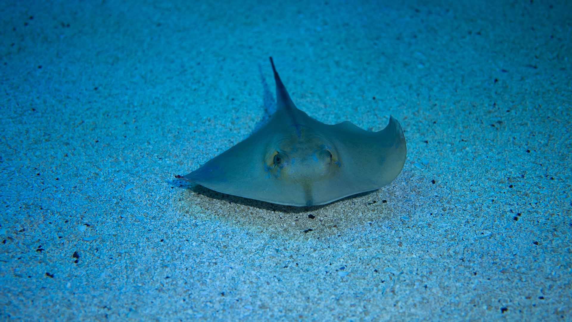 Common stingray Poema Del Mar Aquarium Gran Canaria