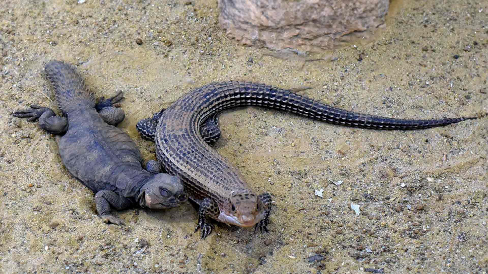 Sudan Plated Lizard