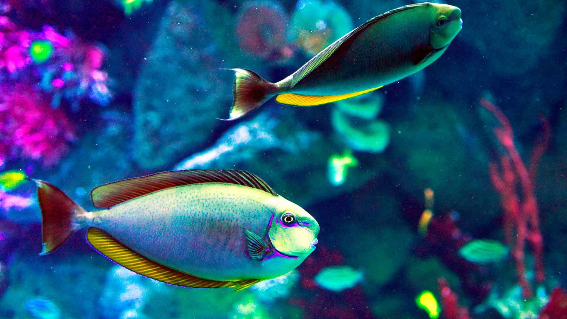 Vlamingni Surgeonfish