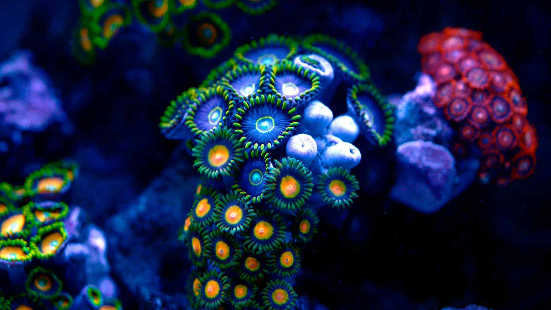 Coral Reef Polyps