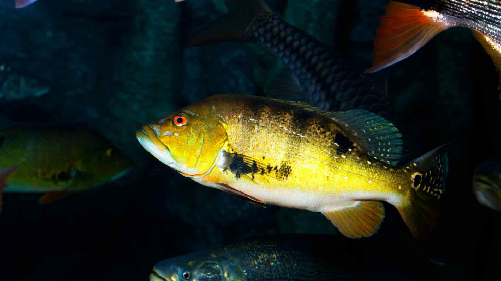 Butterfly Peacock Bass