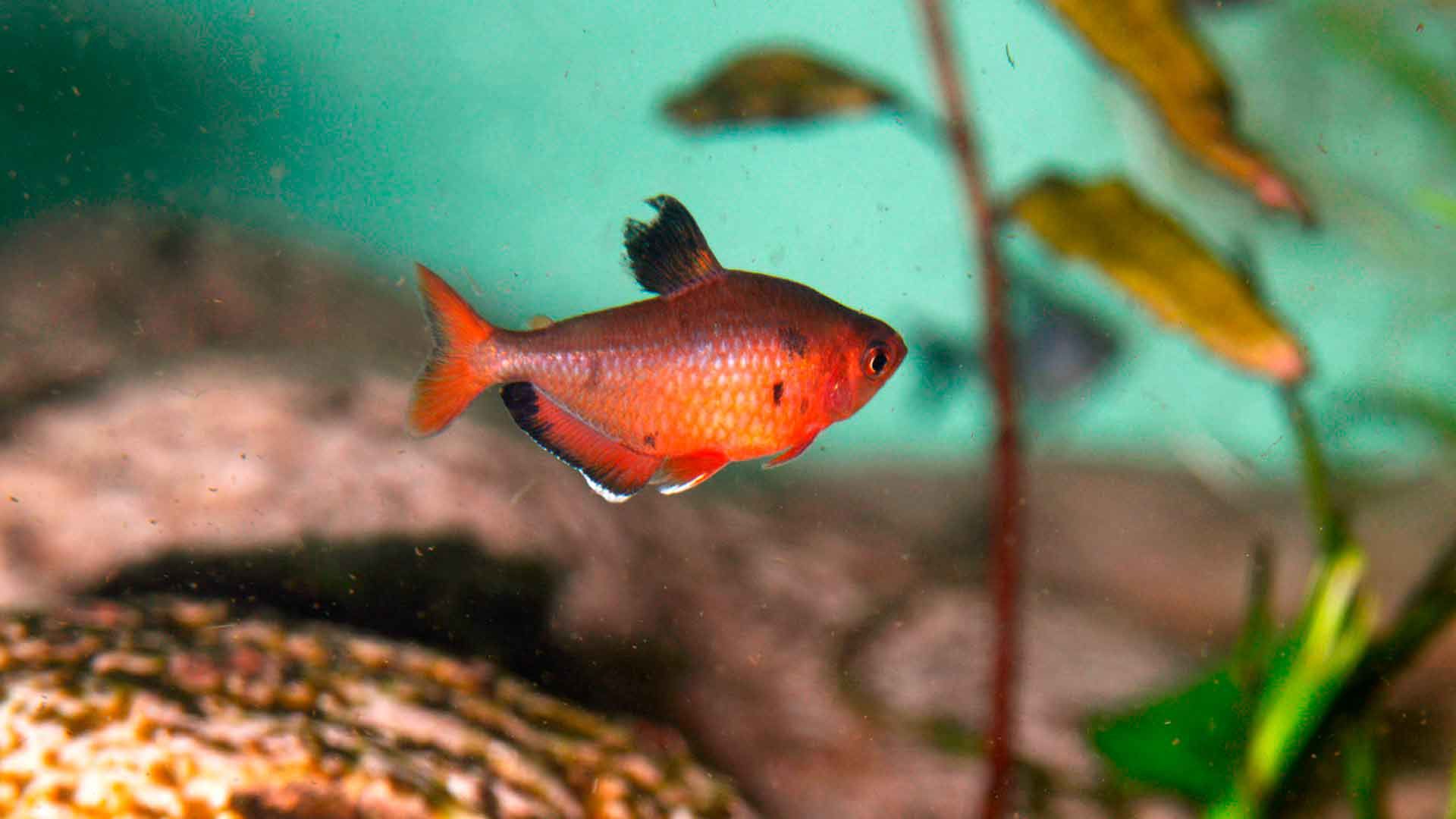 Tetra Fantasma Rojo