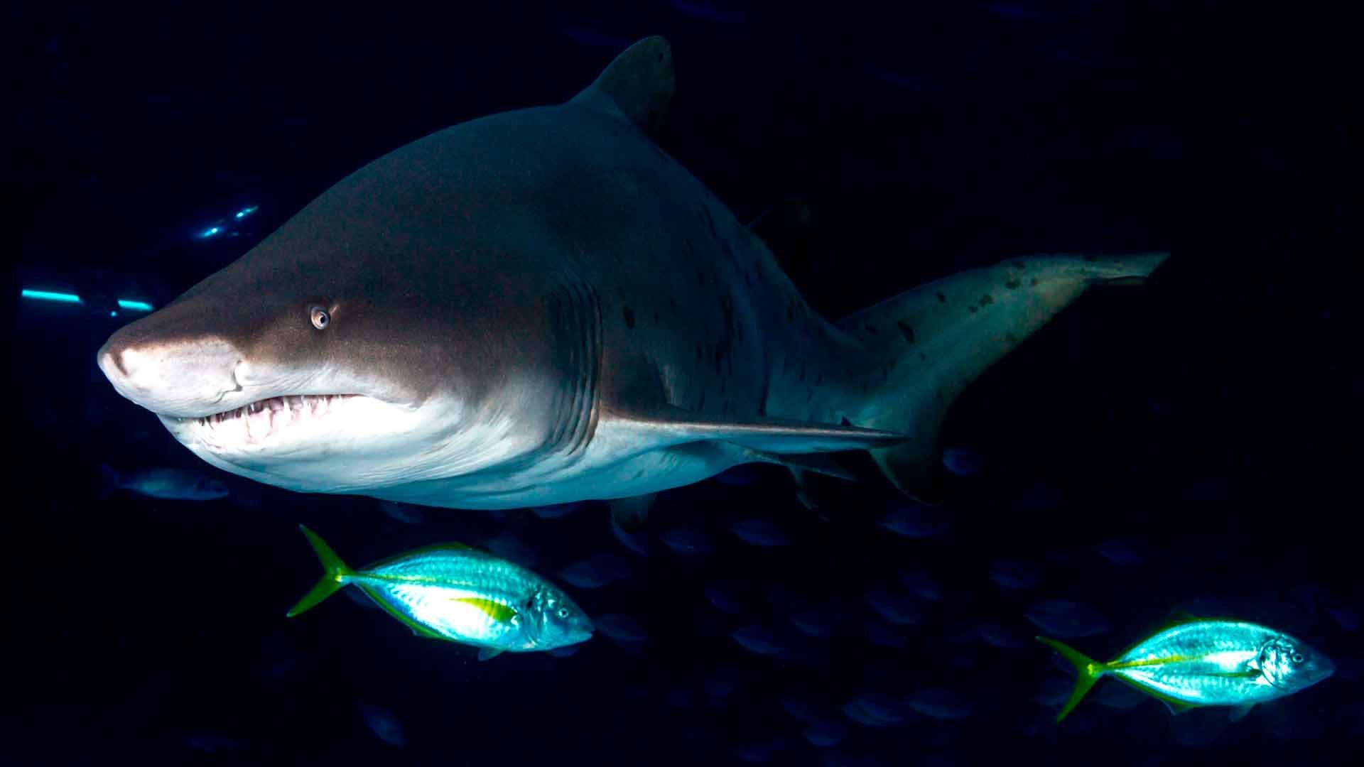 Sand Tiger Shark