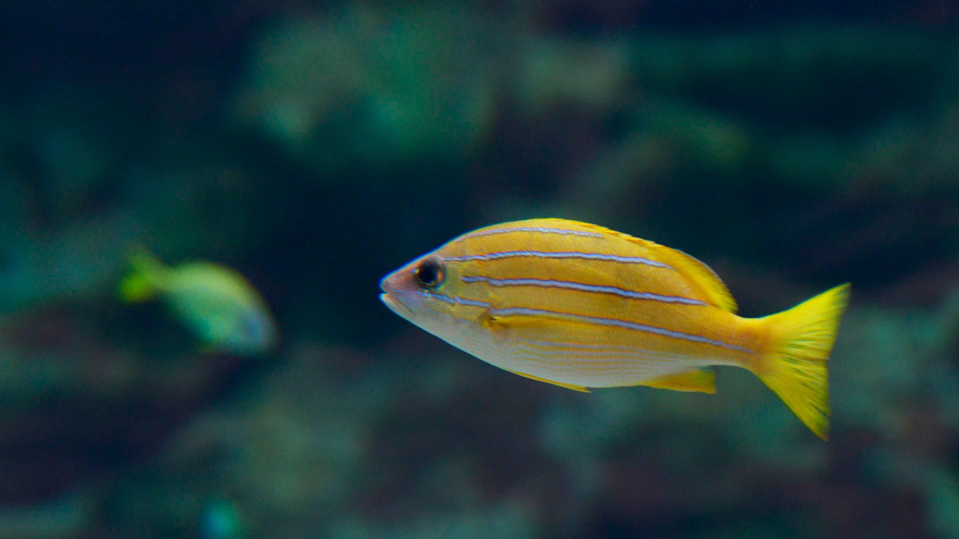 Pargo de Lineas Azules Poema Del Mar Acuario Gran Canaria