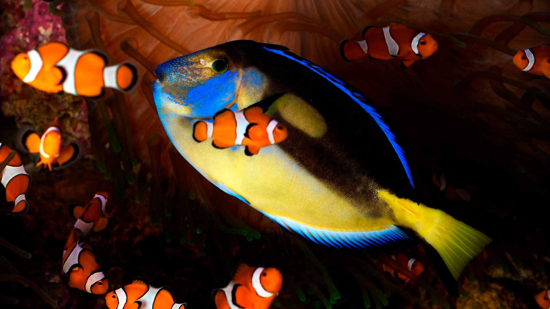 Regal Blue Tang