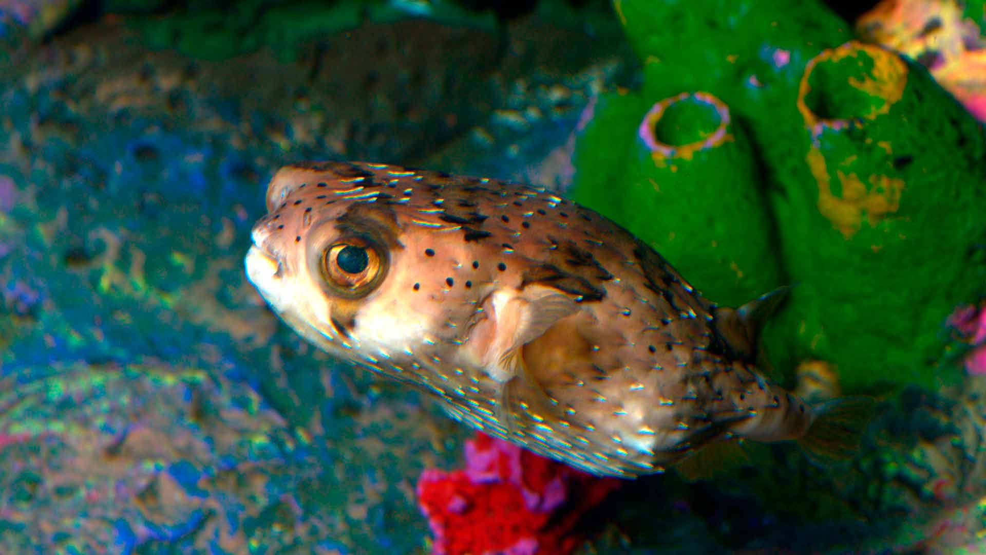 Freckled Porcupinefish