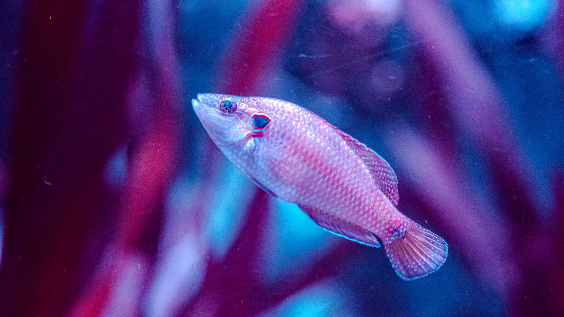 Tordo picudo Poema Del Mar Acuario Gran Canaria