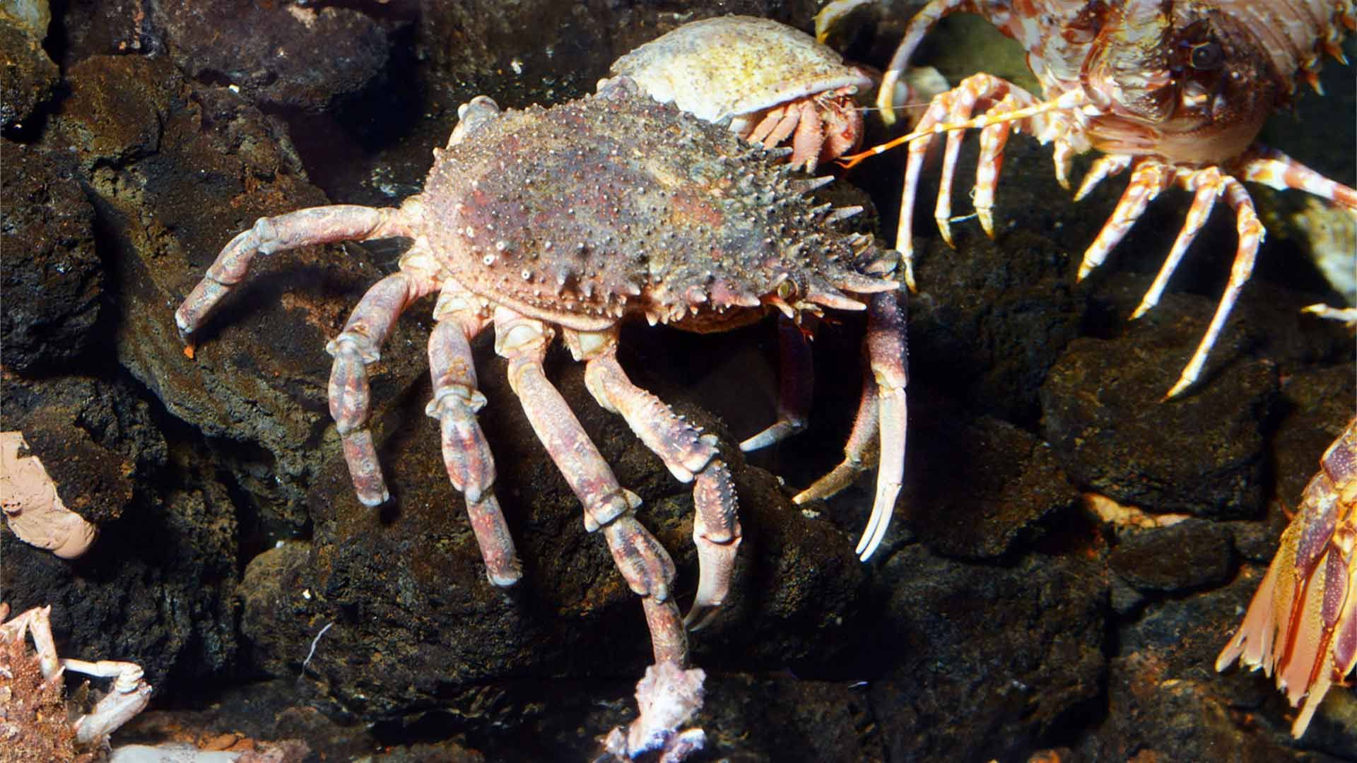 European Spider Crabs