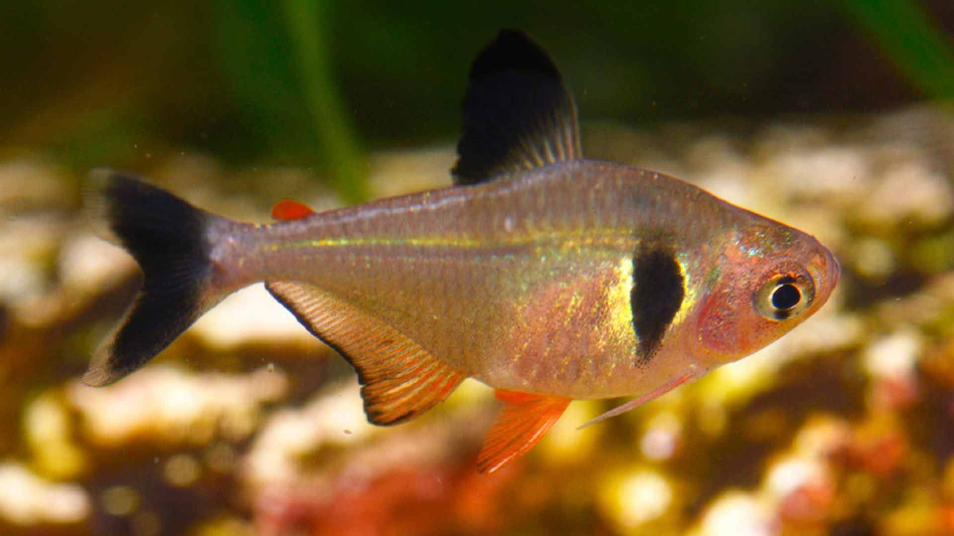 Black Tetra