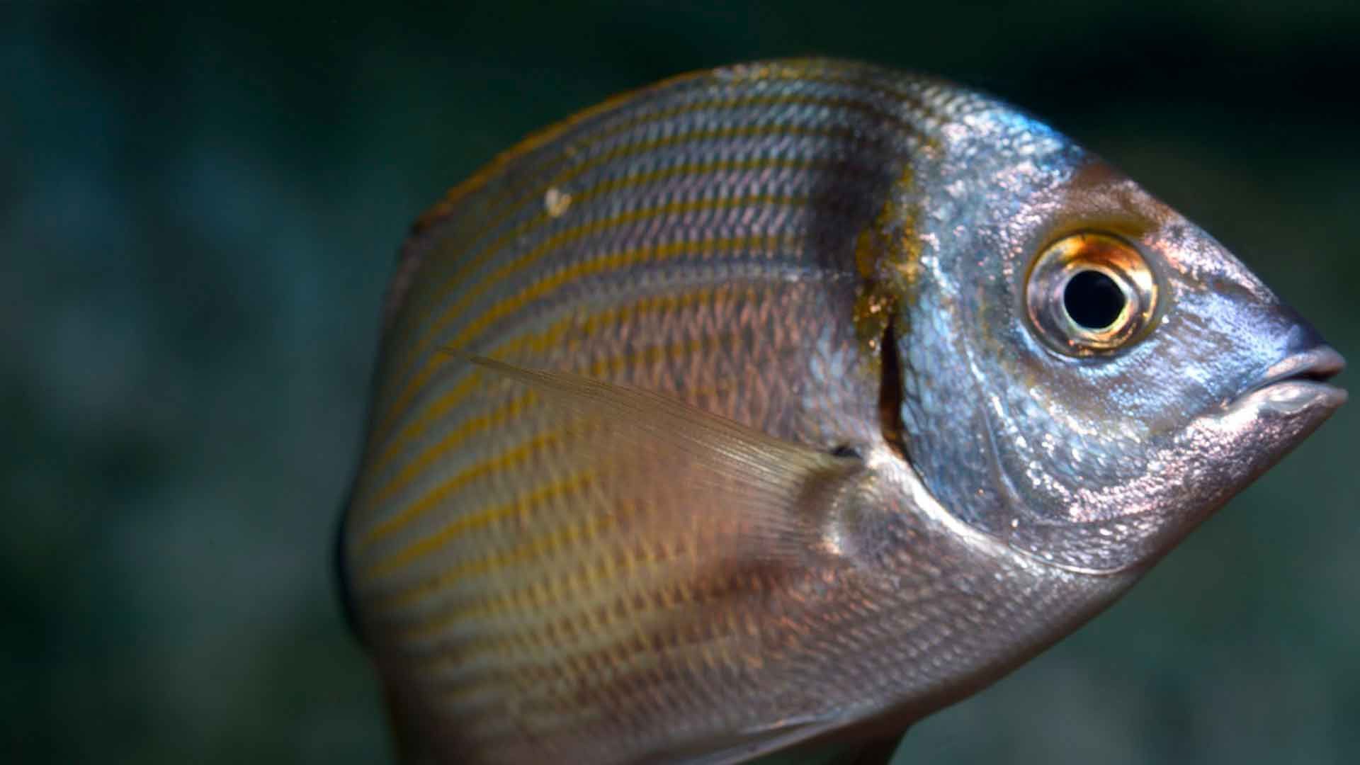 Two Banded Seabream