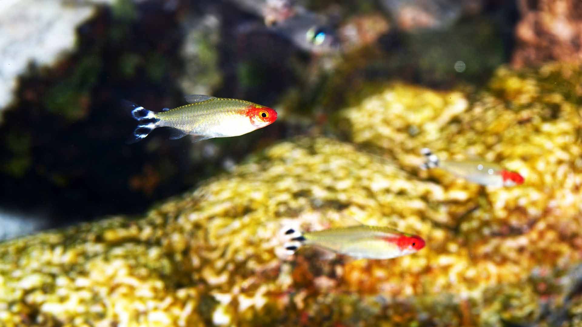 Rummy Nose Tetra