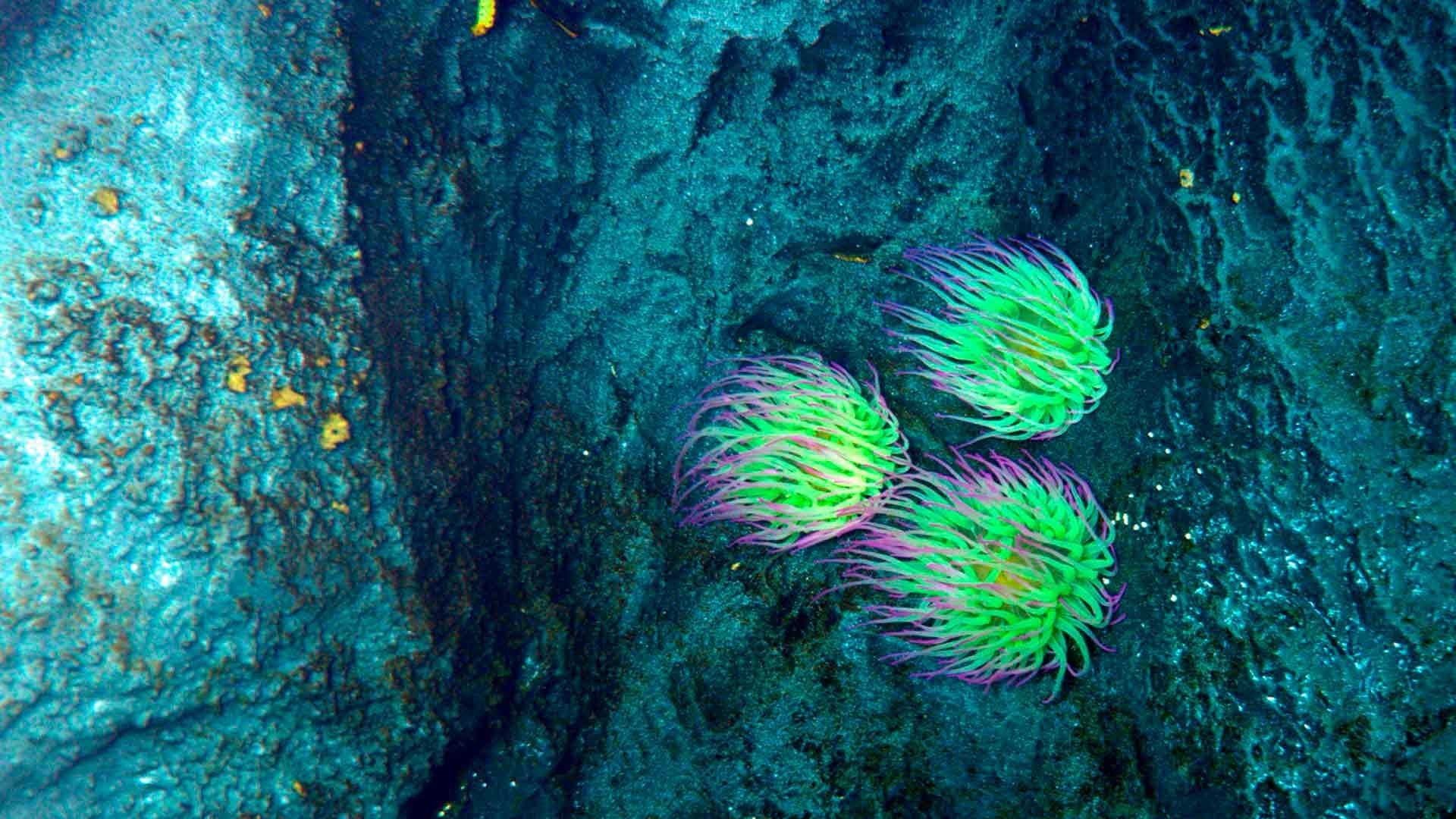 Snakelocks Sea Anemone