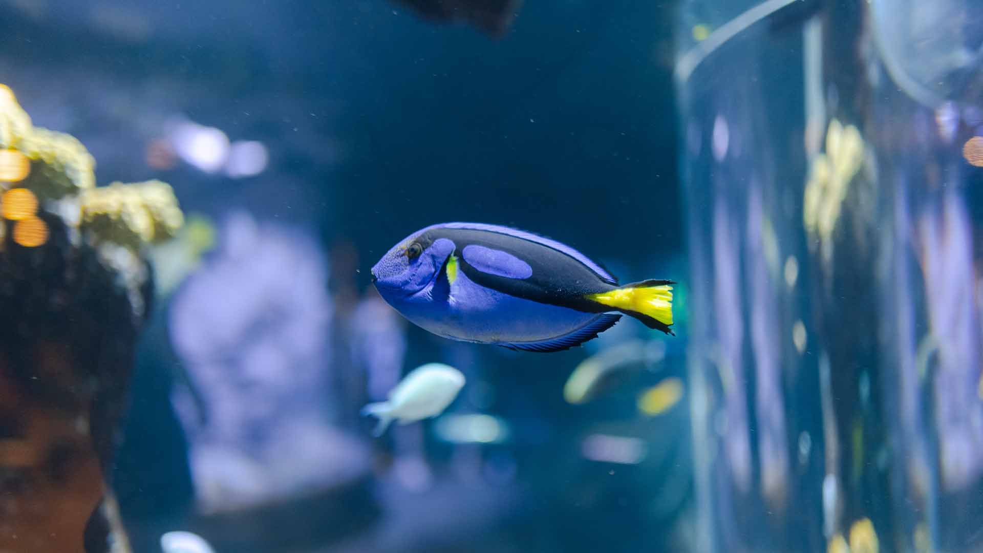 Pez Cirujano Azul Poema Del Mar Acuario Gran Canaria