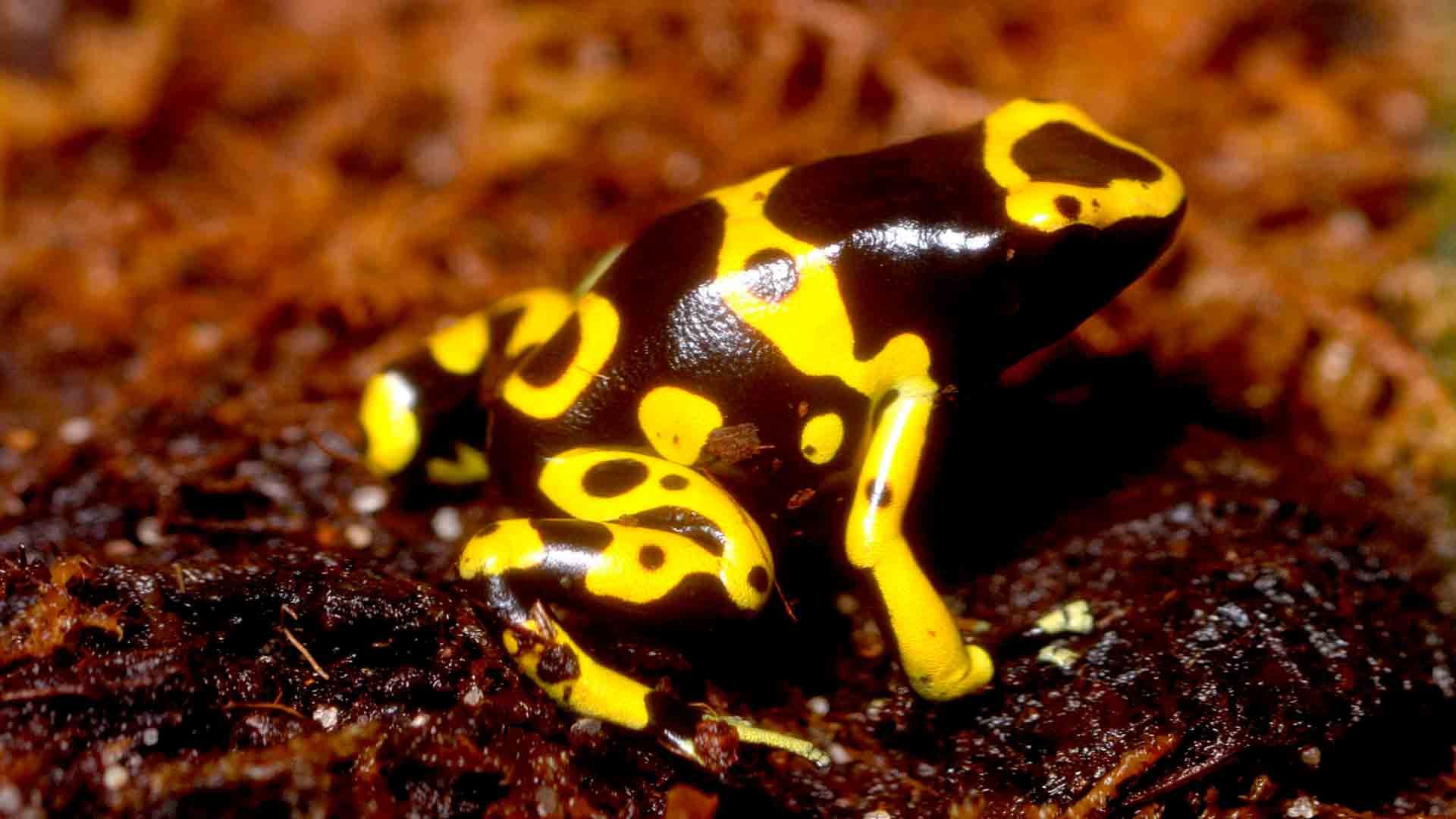 Yellow Banded Poison Dart Frog Poema del Mar Aquarium Gran Canaria