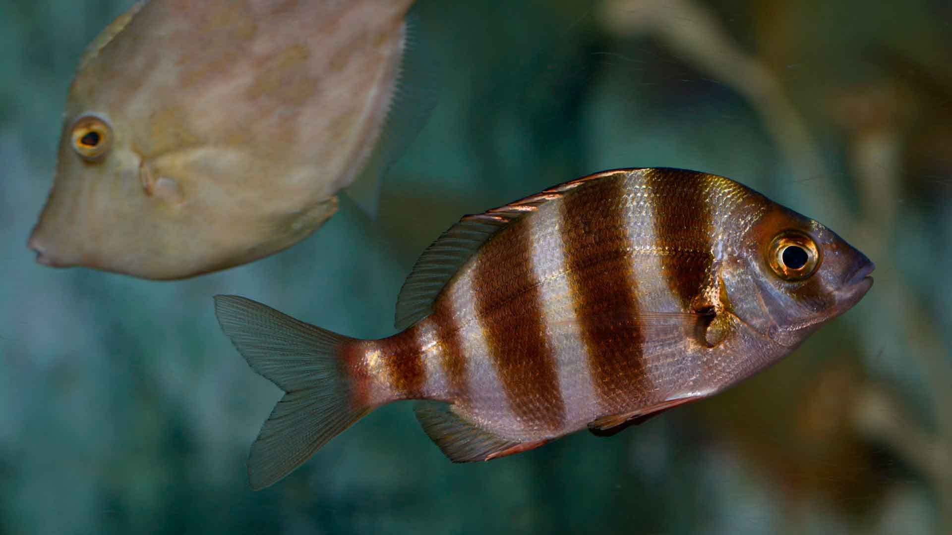 Zebra Seabream