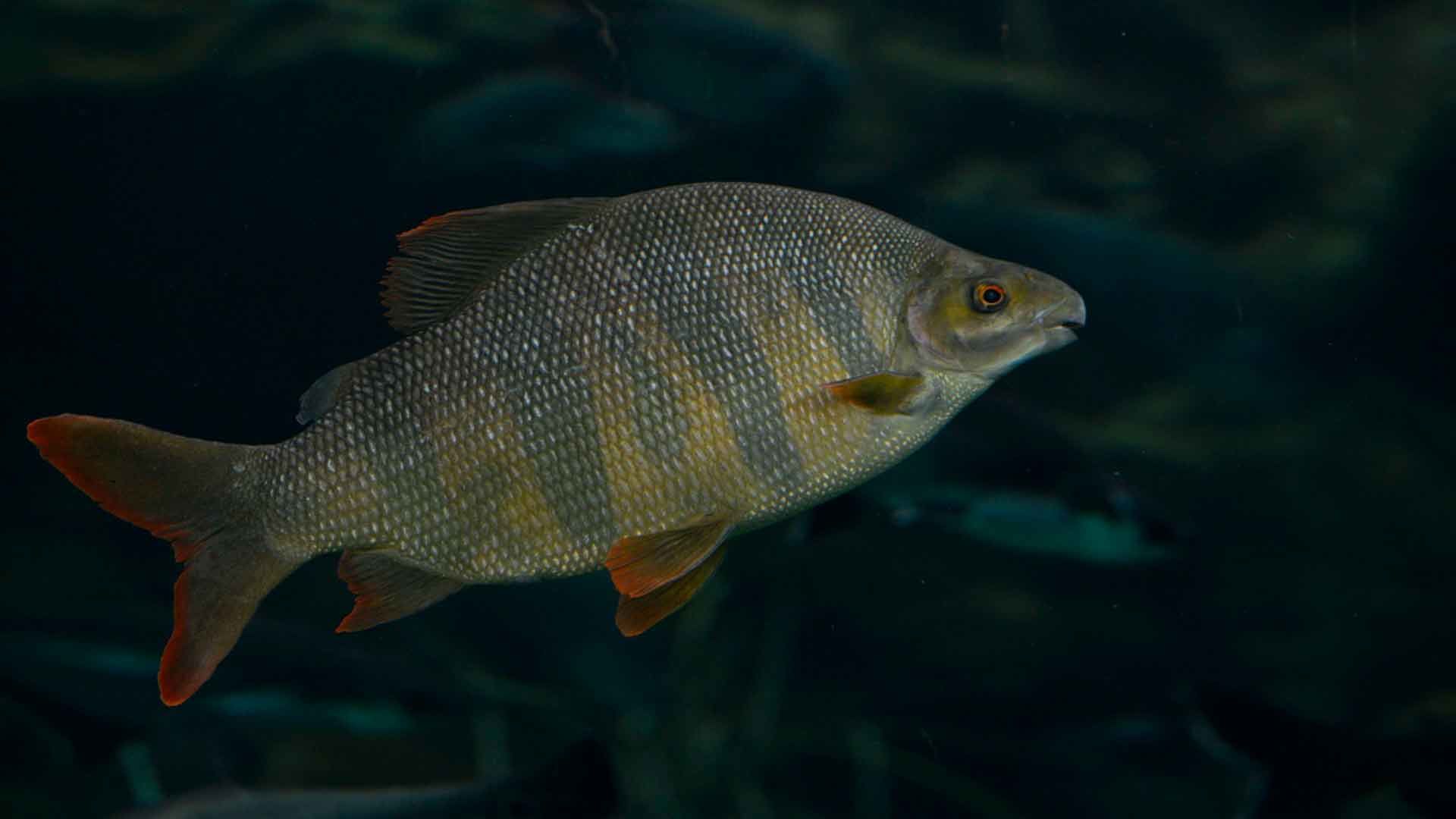 Chinese High Fin Banded Shark