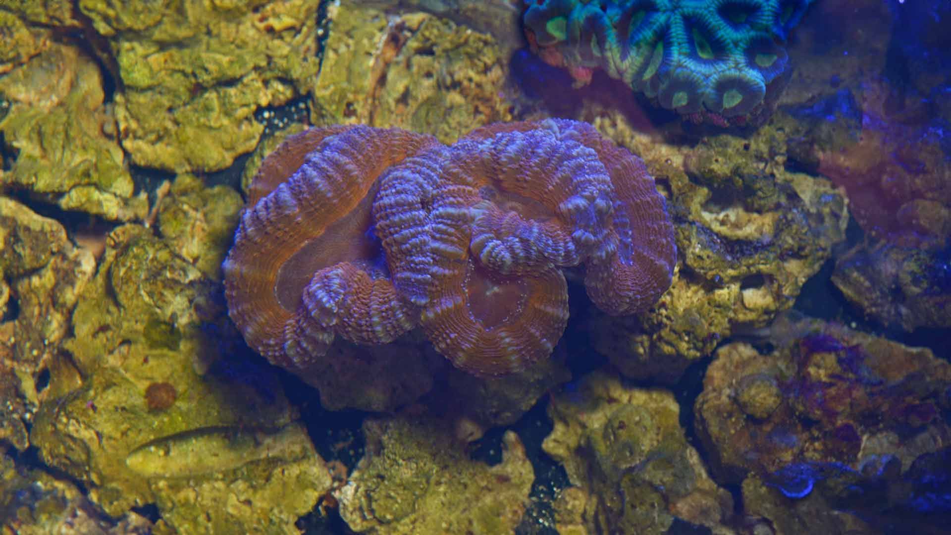 Open Brain Coral