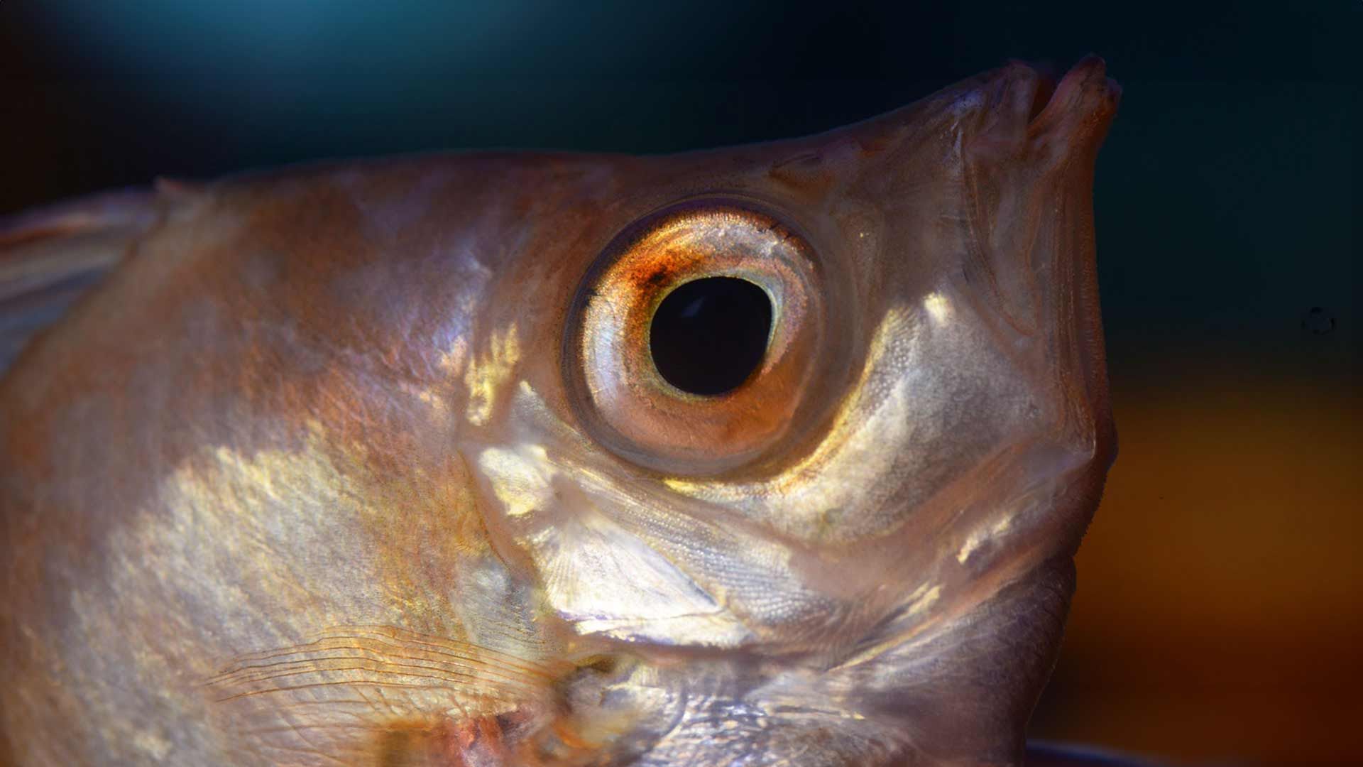 Boarfish