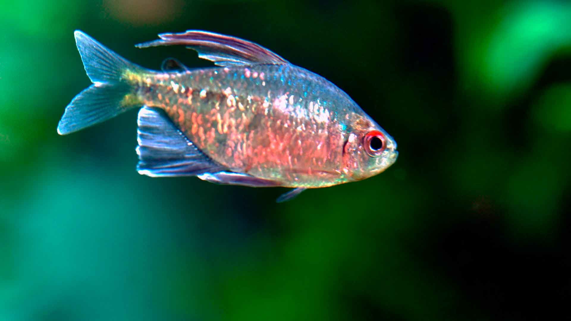 Congo Tetra