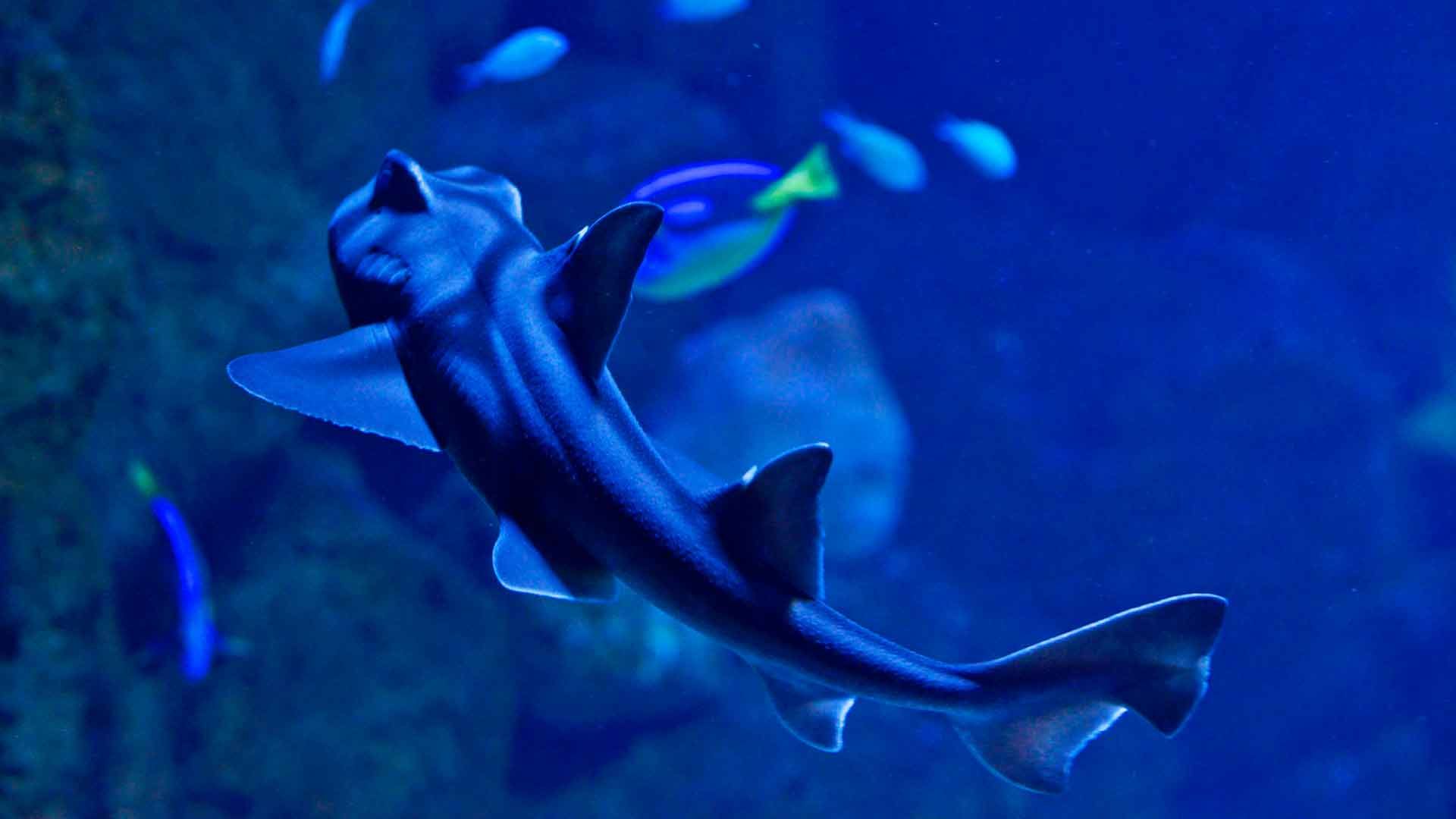 Port Jackson Shark