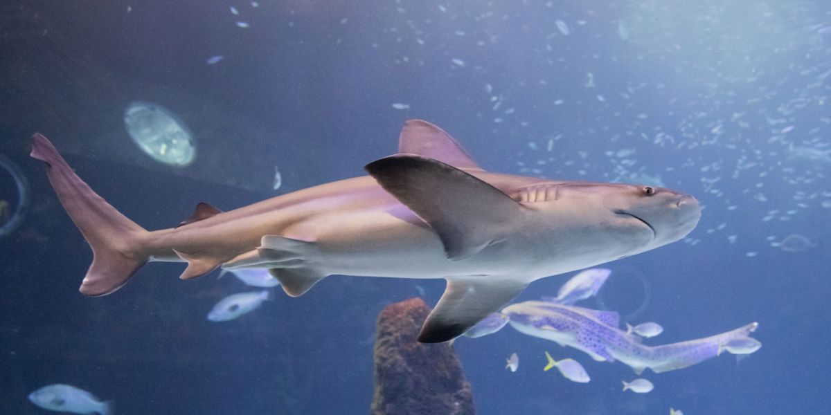 Cómo se reproducen los tiburones