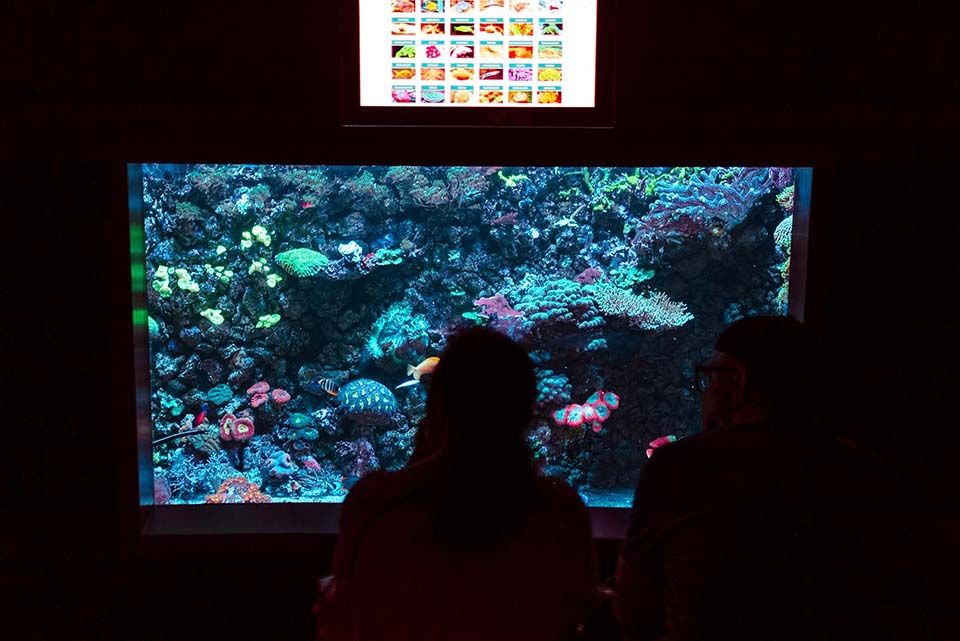 Corals Poema del Mar Aquarium