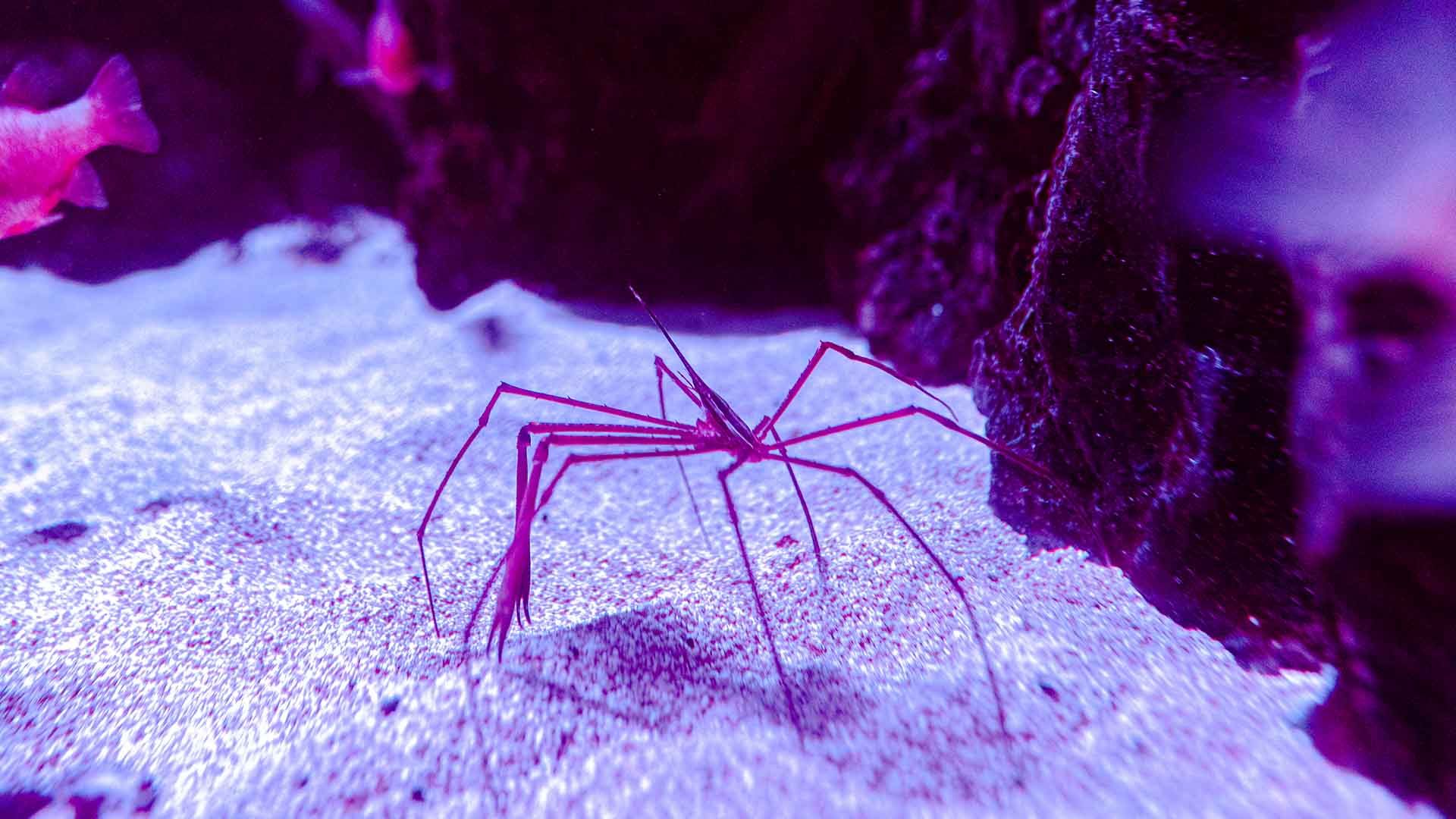 Atlantische Spinnenkrabbe Poema Del Mar Aquarium Gran Canaria