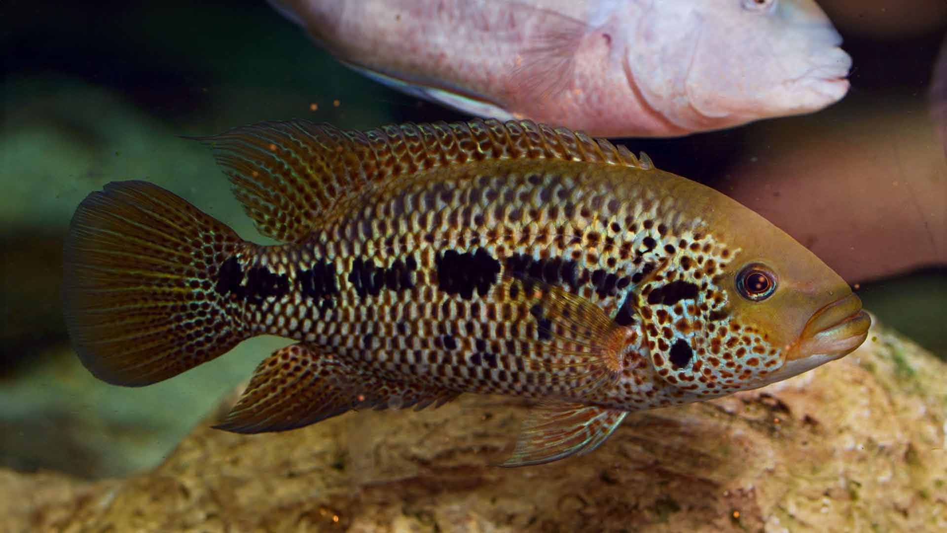 Mayan Cichlid